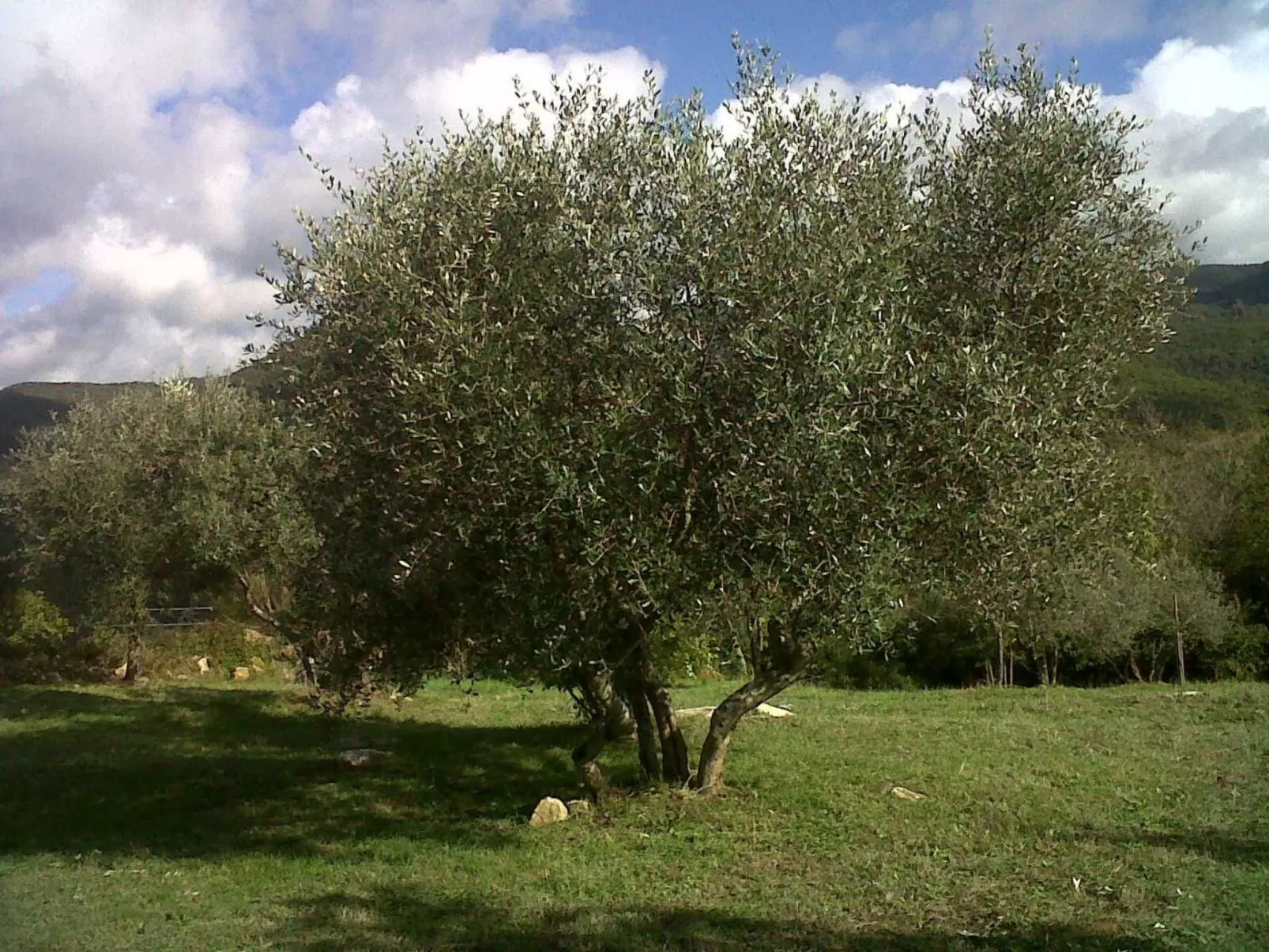 Wohnung Grecale in Castellina Marittima-Buiten