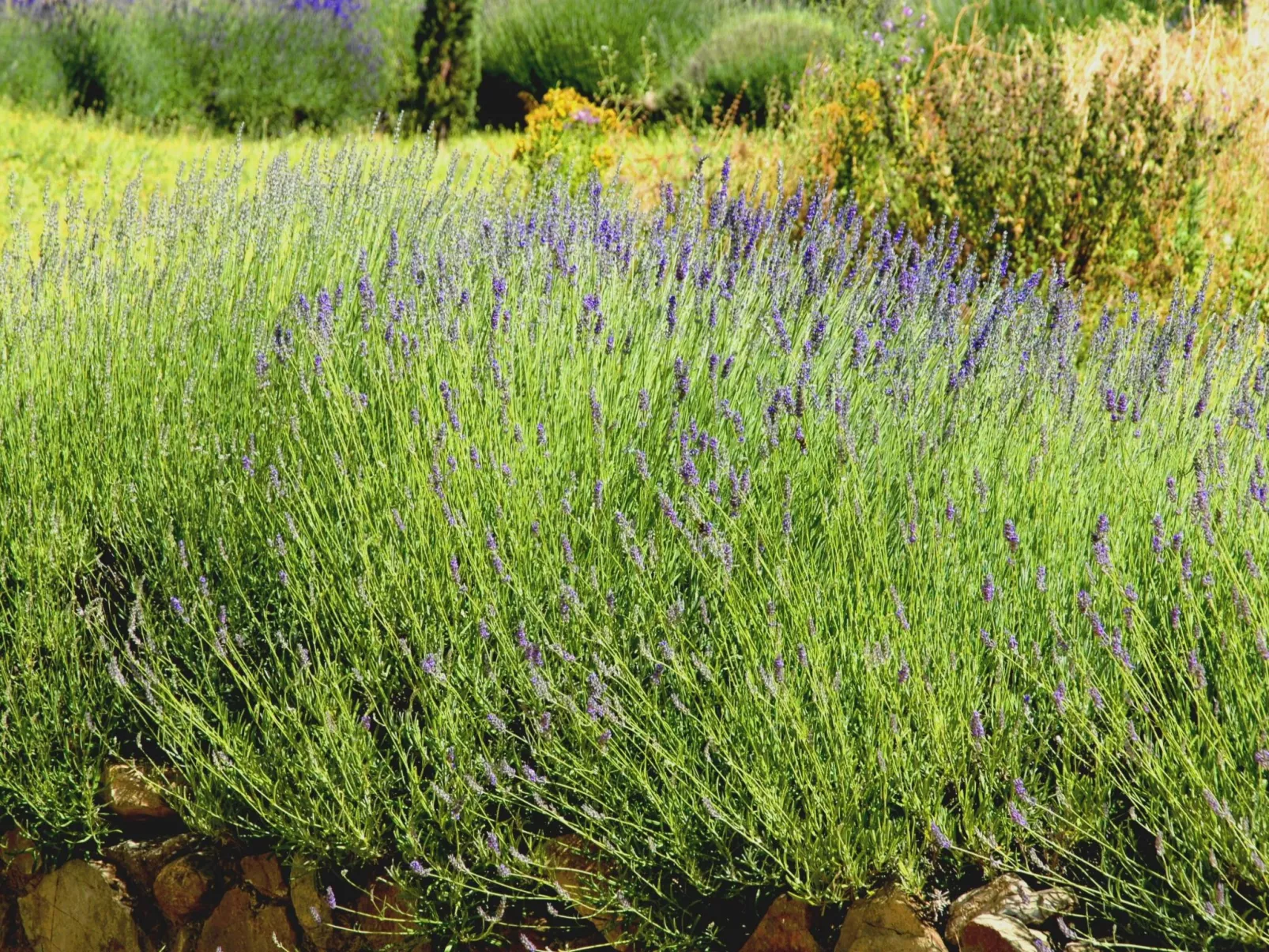 Apartment Rosa Canina (Wilde Rose)-Image-tags.info