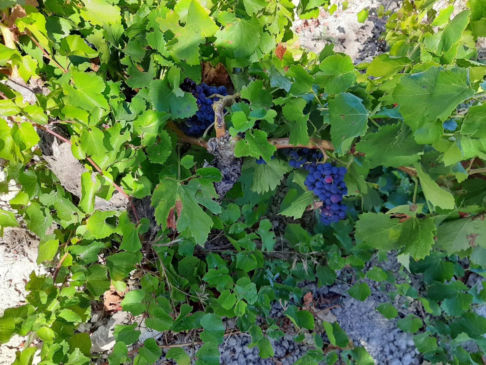 Weingut "Garnacha de Borja".-Image-tags.info