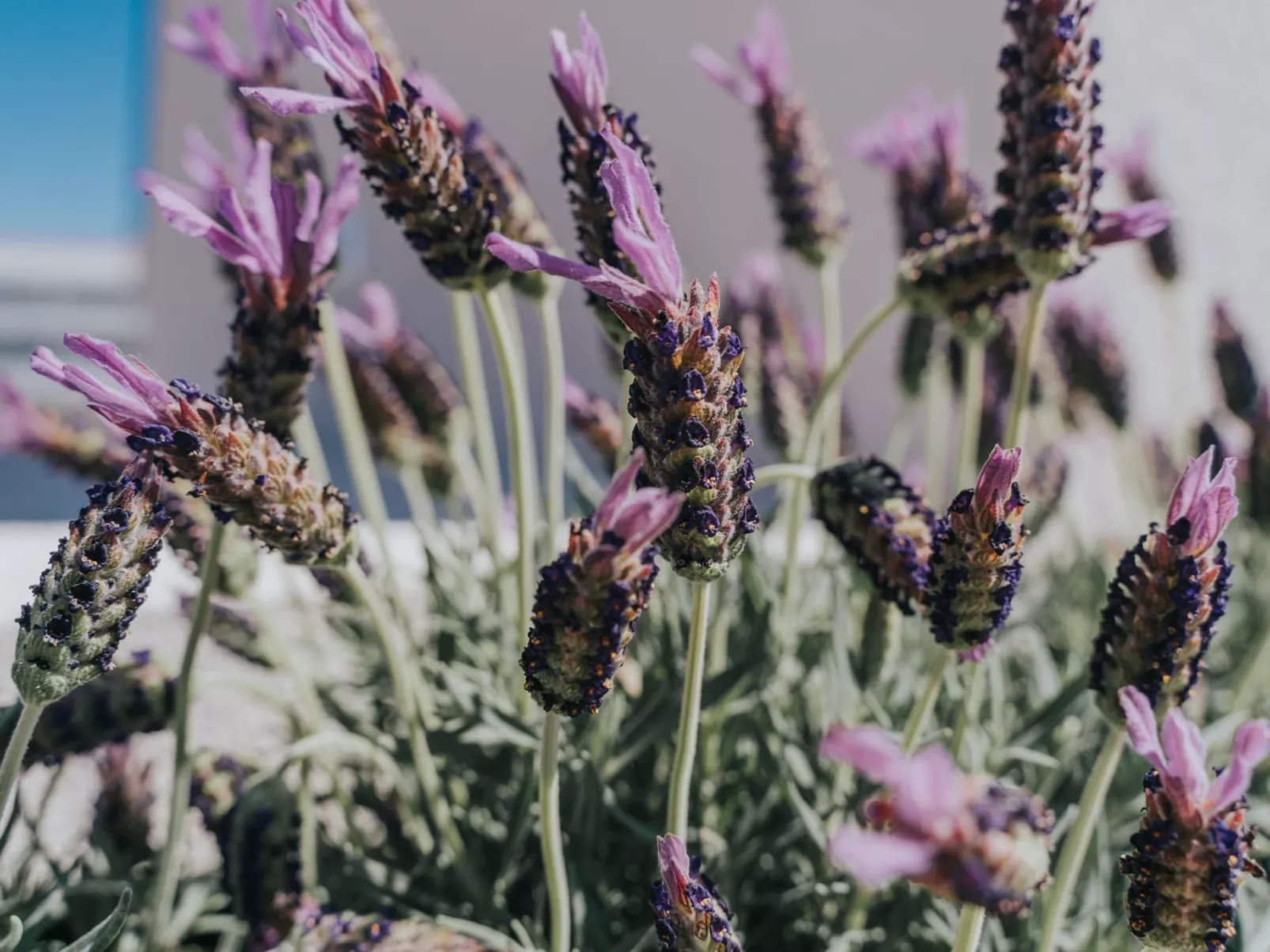 Charmante Ferienwohnung mit Balkon-Buiten
