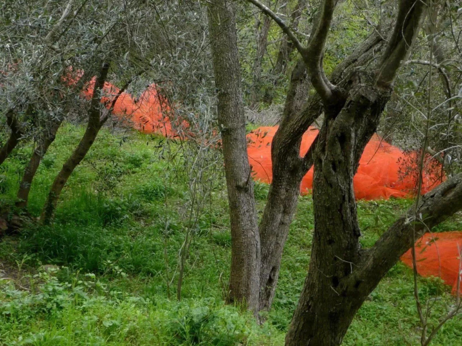 CASA SISSI, Sehnsuchtsort zwischen Olivenhainen-Buiten