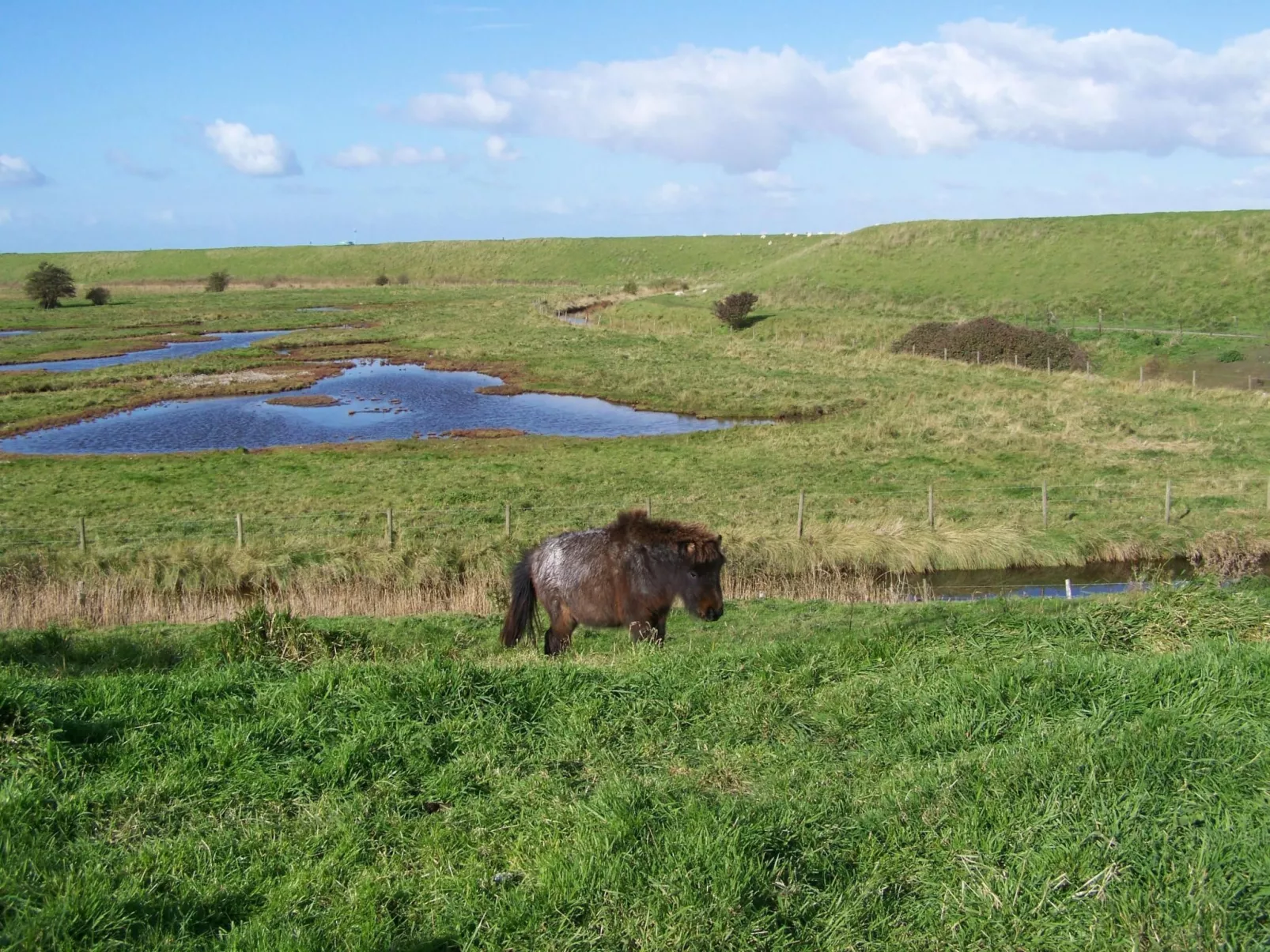 Gemütliches Haus mit komplett umzäuntem Garten-Buiten