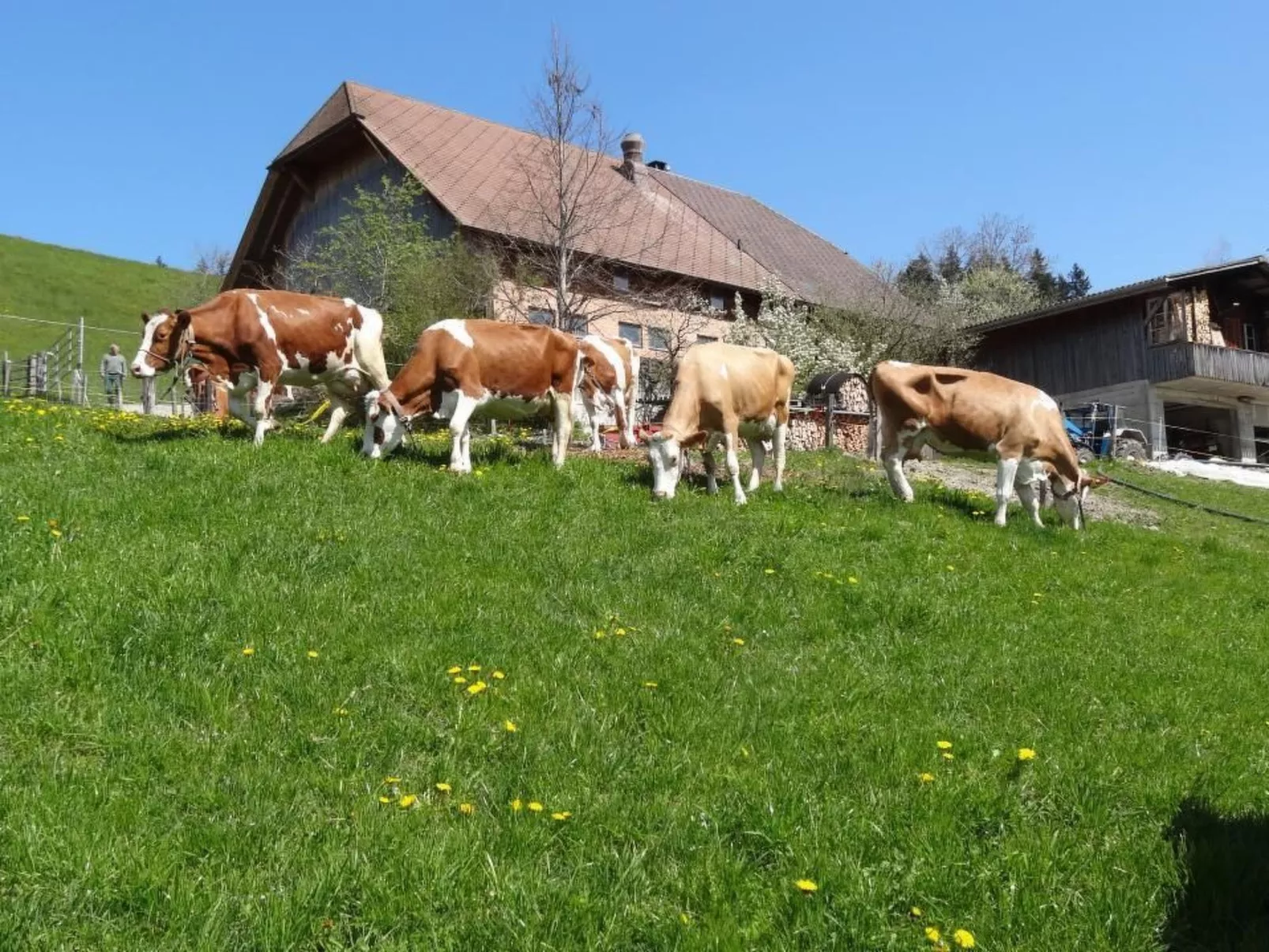 Bauernhof Gerber-Buiten
