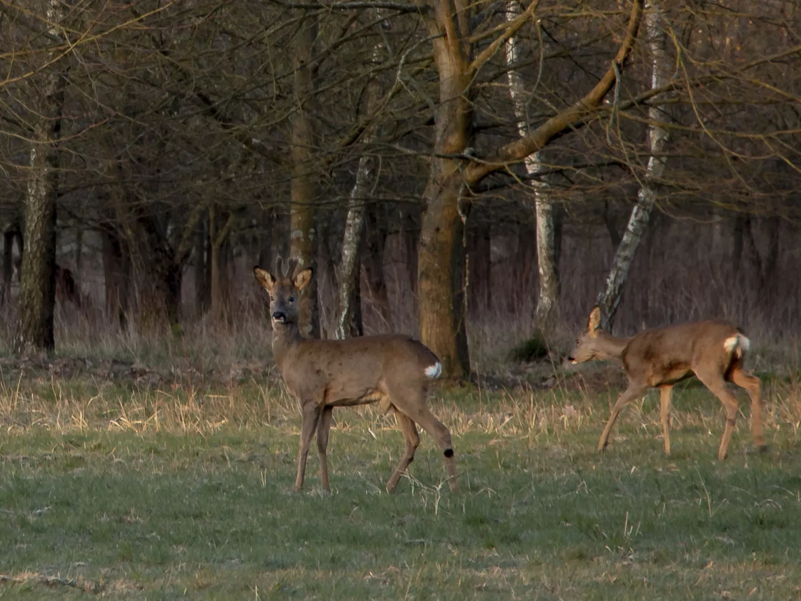 Heidebos für 8 Personen-Buiten