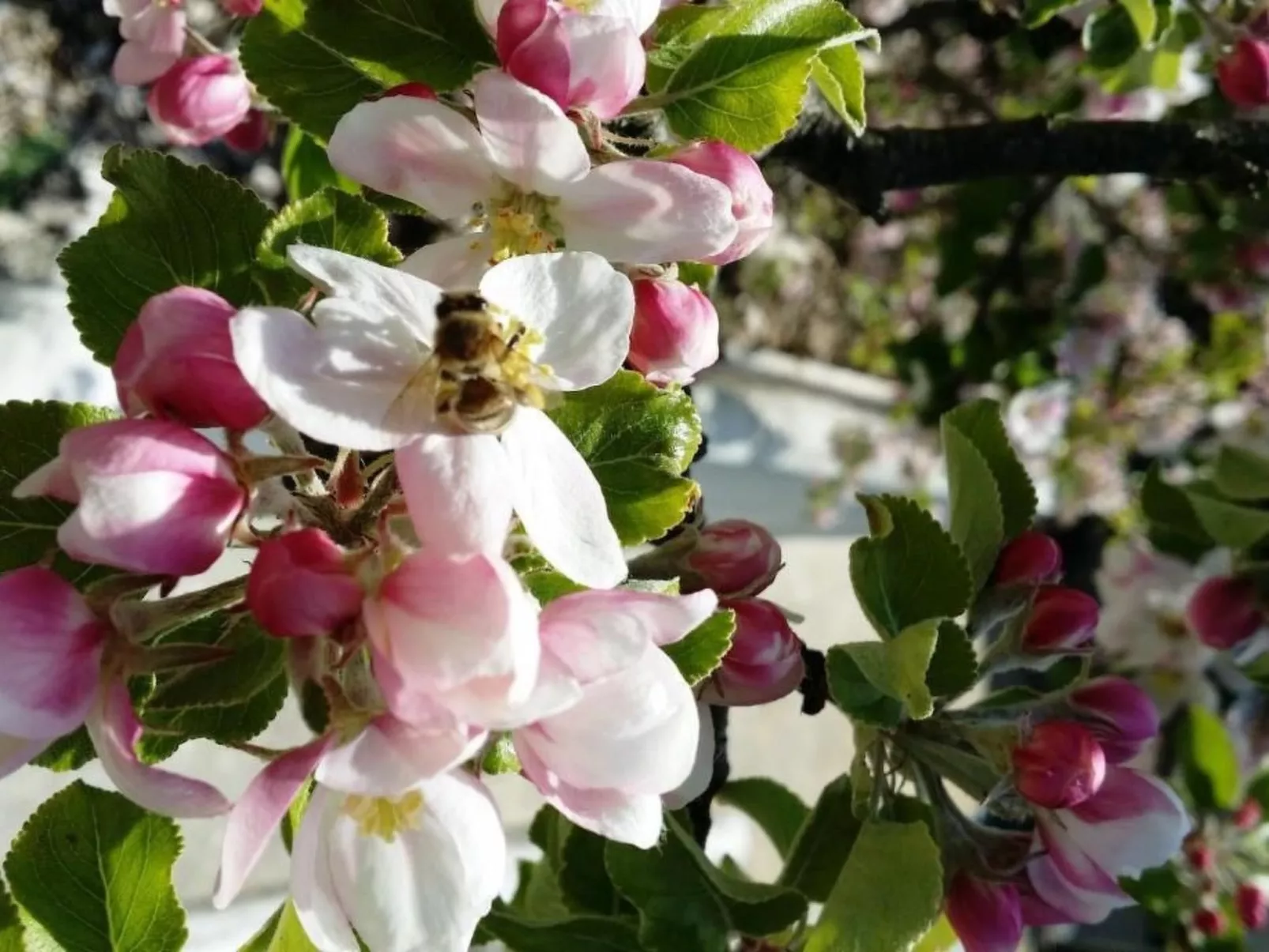 Roomantic Apartment für 4 Personen-Buiten