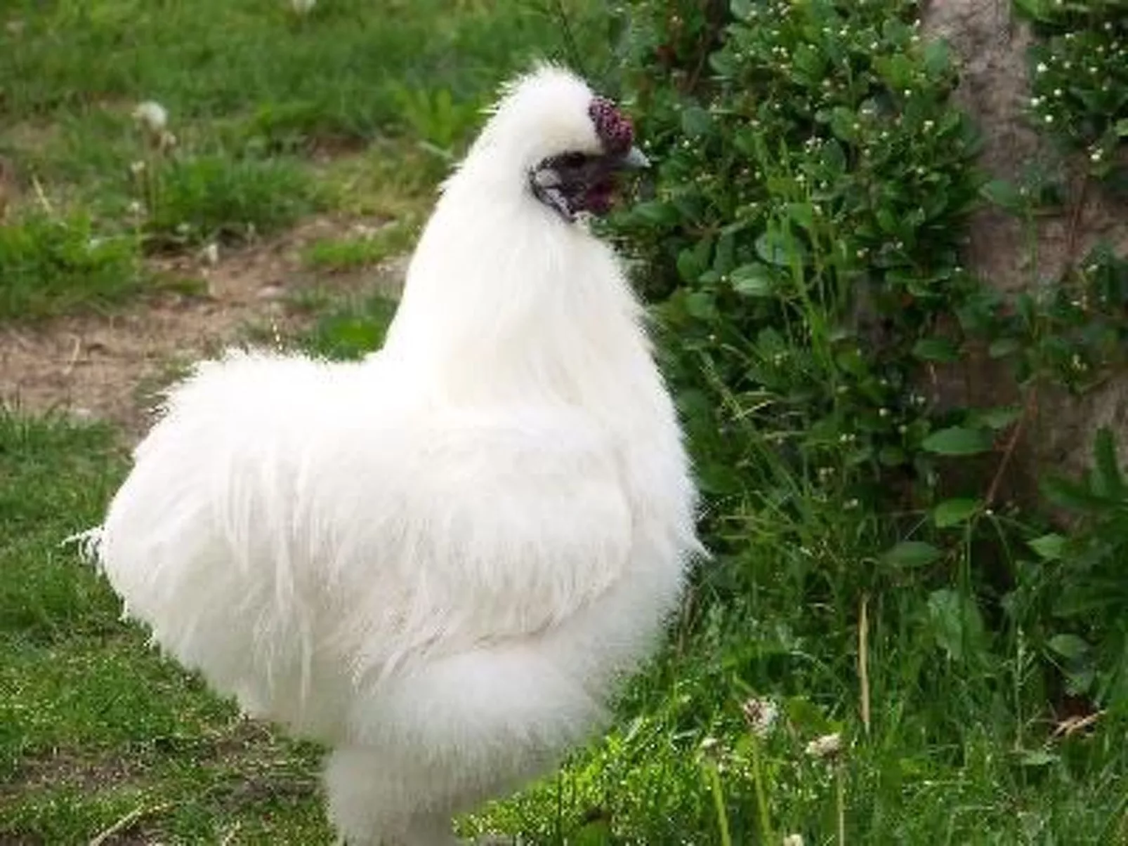 Zu den drei Schönen-Image-tags.info