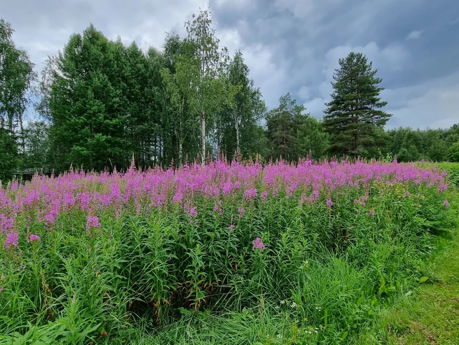 Villa Norrsken-Image-tags.info