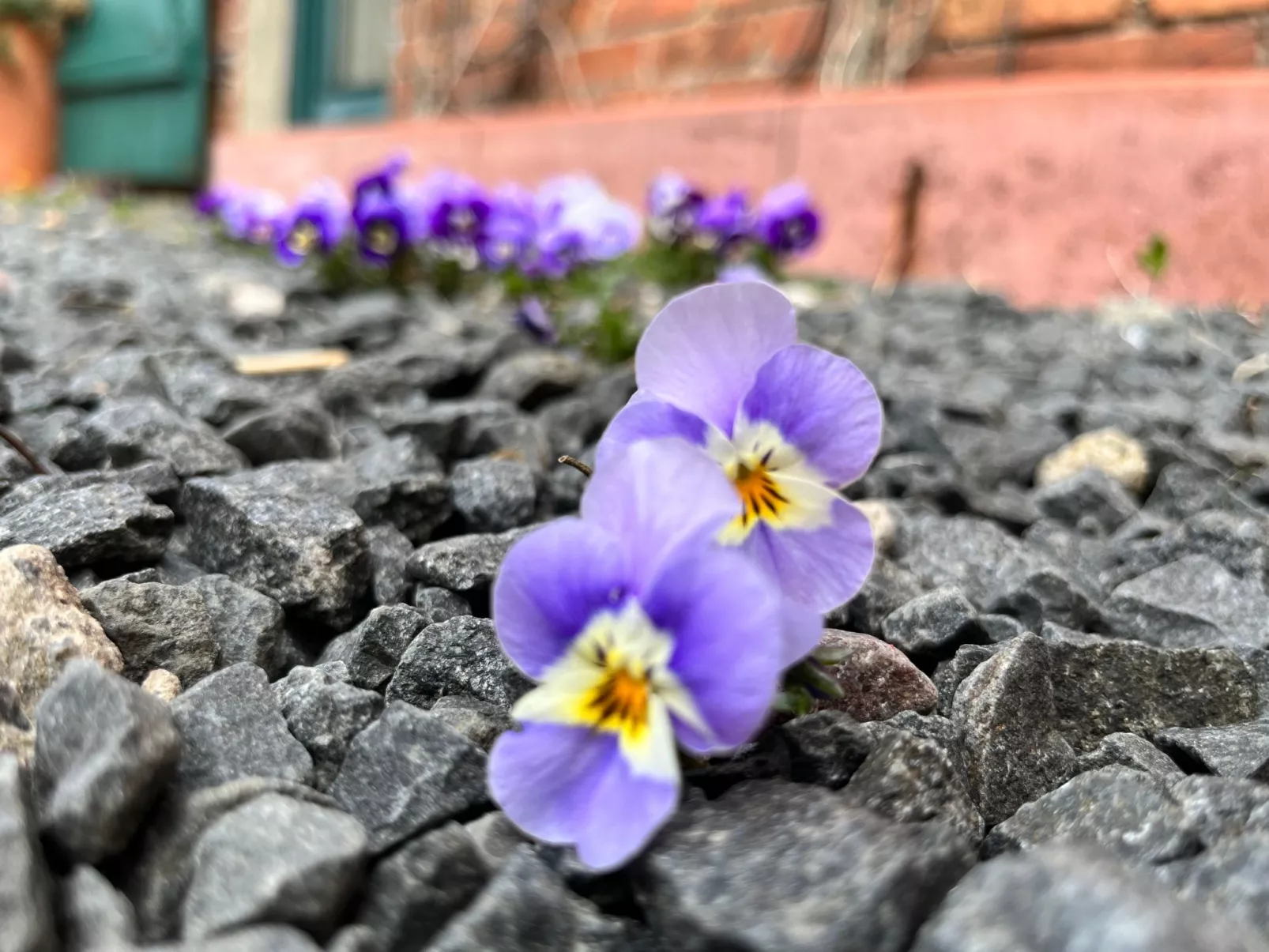 Kranich in Ummanz-Lüßvitz-Buiten