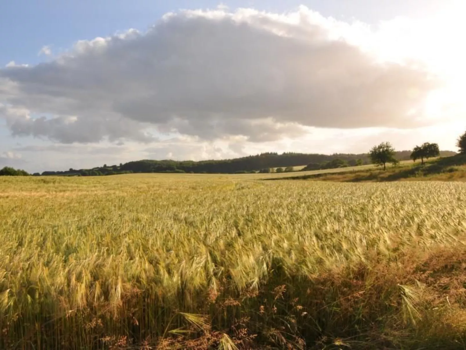 Hof Rodenkrog Fewo 1-Buiten