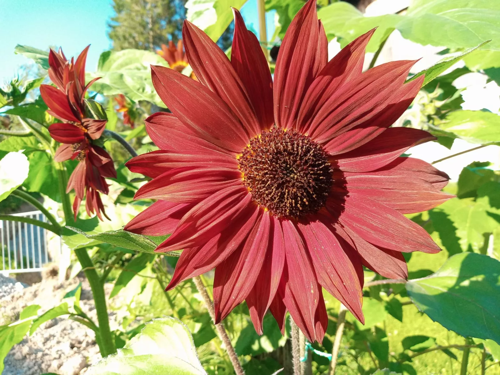 Gsenger Natur in Abtenau-Buiten