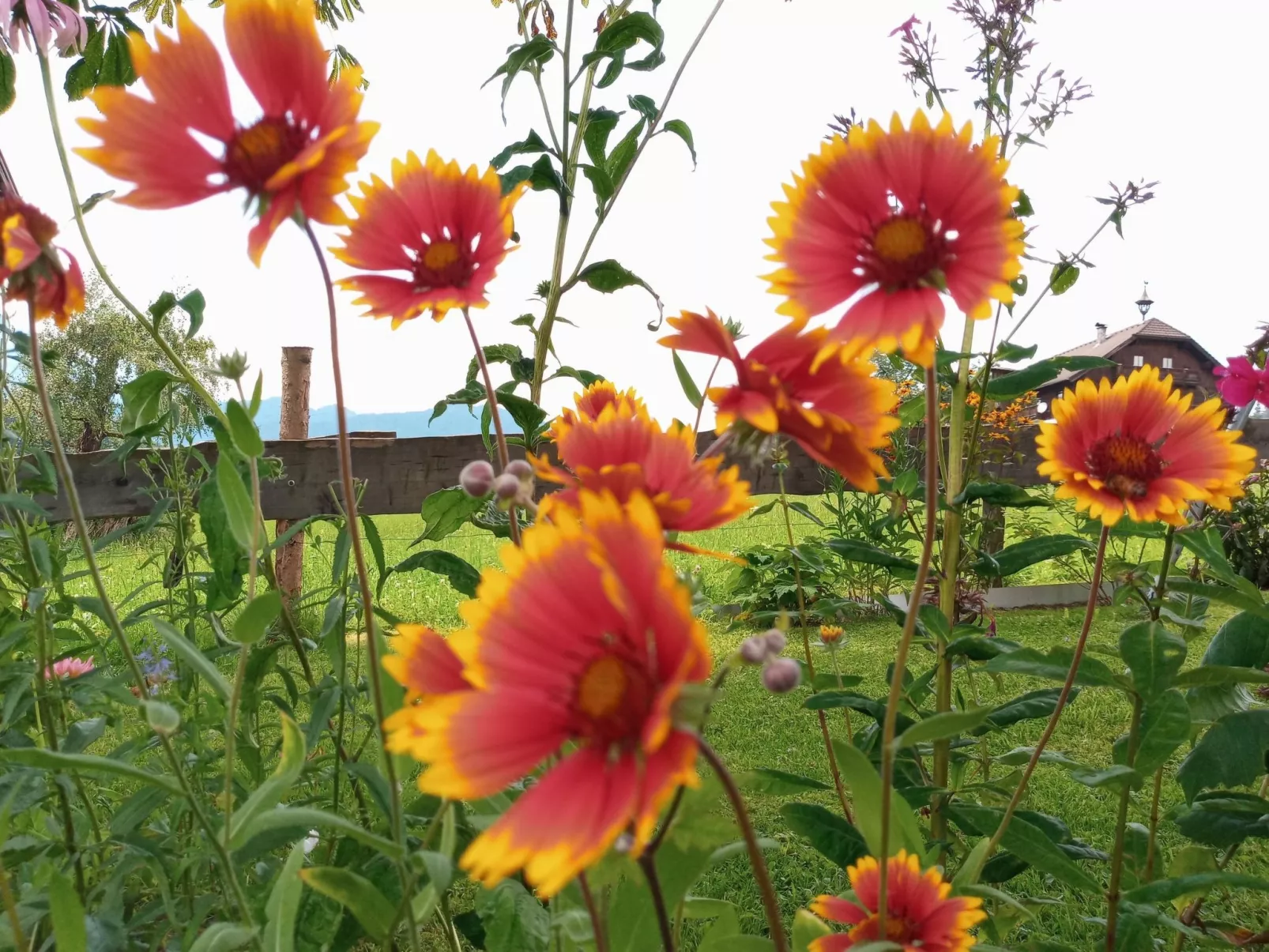 Gsenger in Abtenau-Buiten