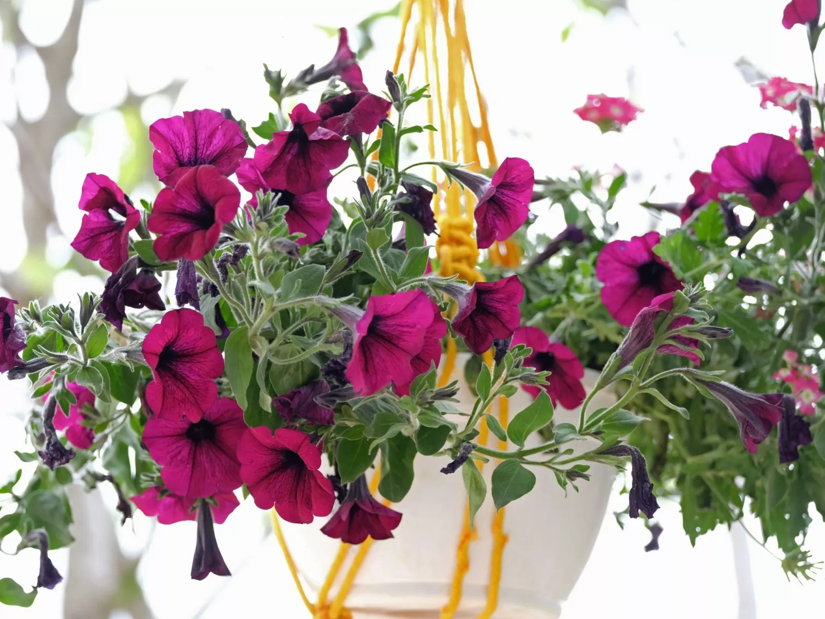 Geräumige Ferienwohnung Lavanda 4-Binnen
