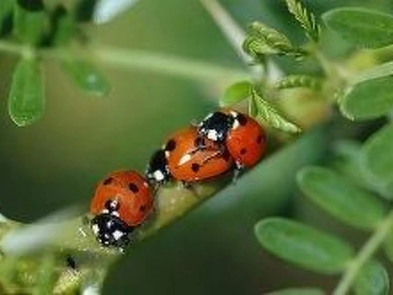 Wunderschönes Ferienhaus mit eigener Terrasse-Image-tags.info