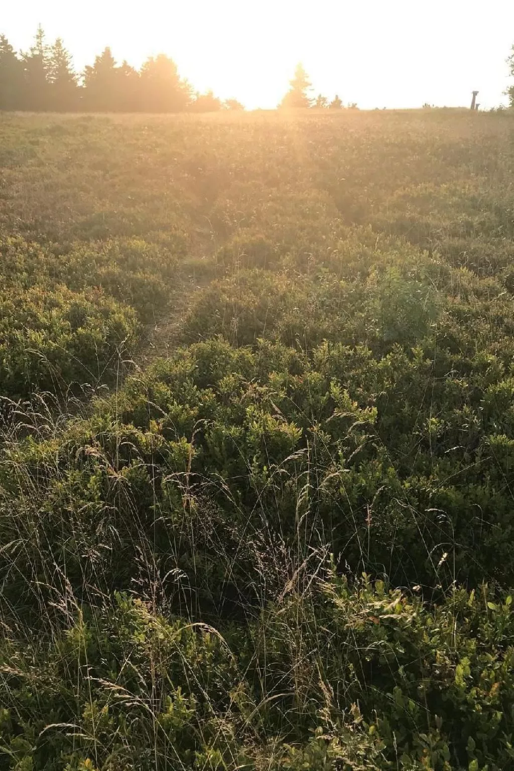 Berg- und Seeblick am Hillebachsee-Buiten