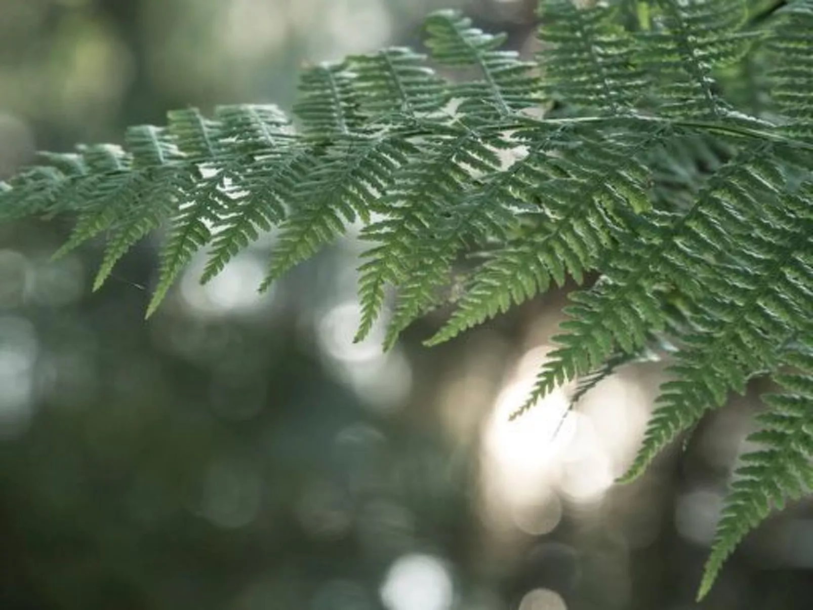 Exklusive Ferienwohnung mit eigener Sauna-Image-tags.info