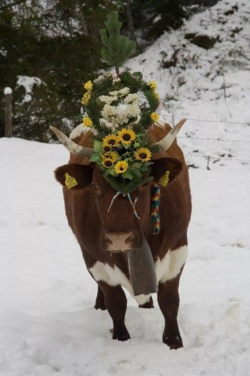 Wohnung Pihapperblick in Hollersbach im Pinzgau-Image-tags.info