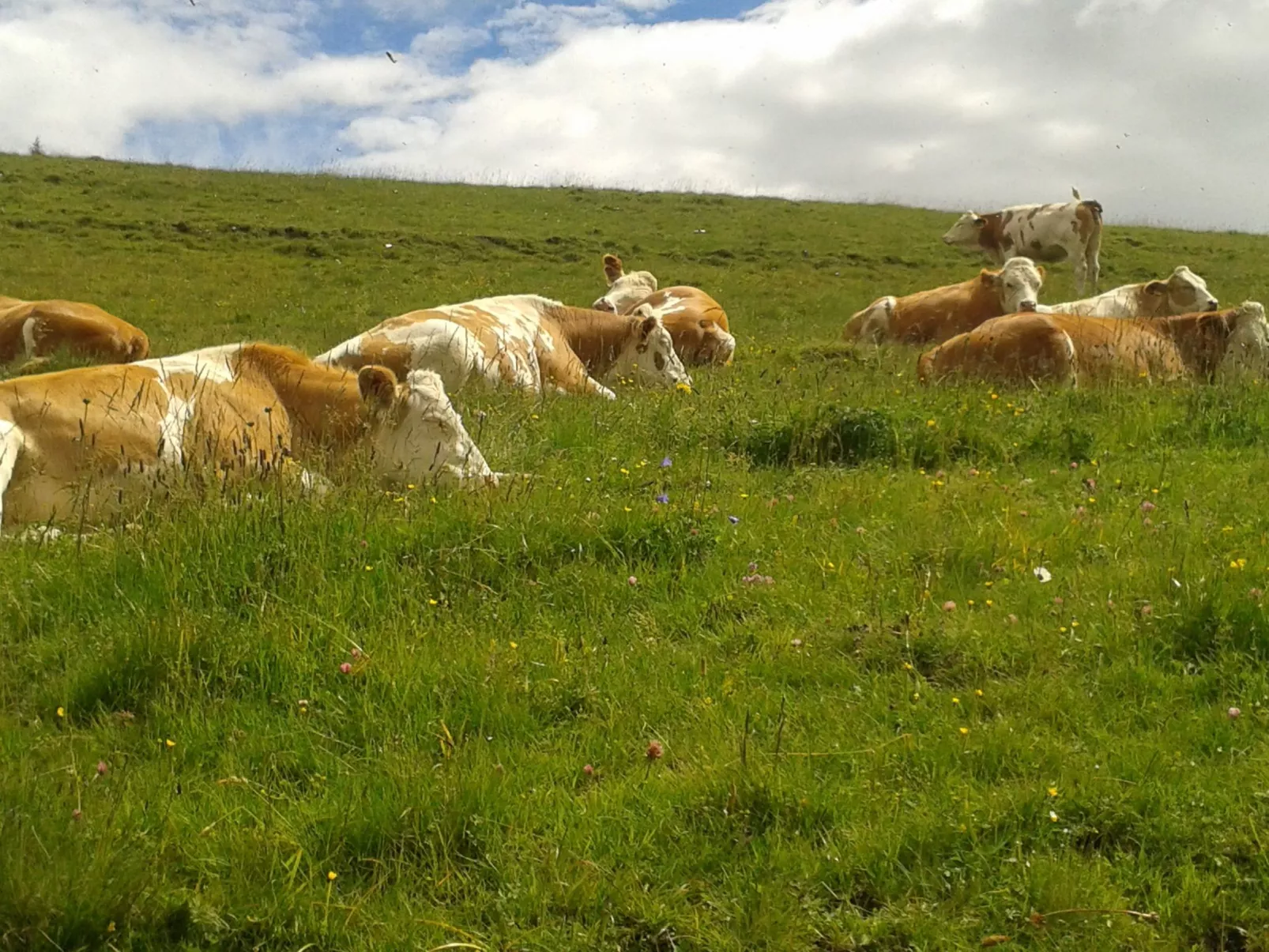 Freistehendes Ferienhaus in idyllischer Lage-Buiten
