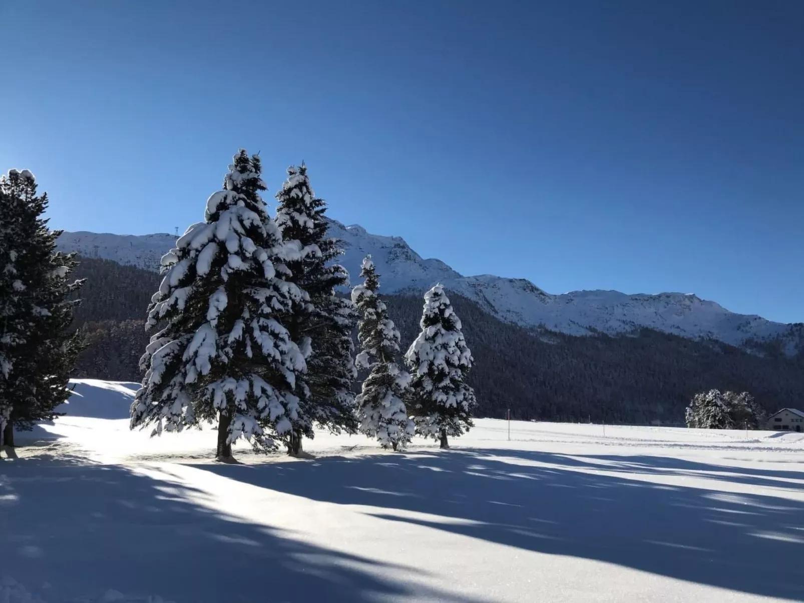 Arnica 2 La Punt-Image-tags.info