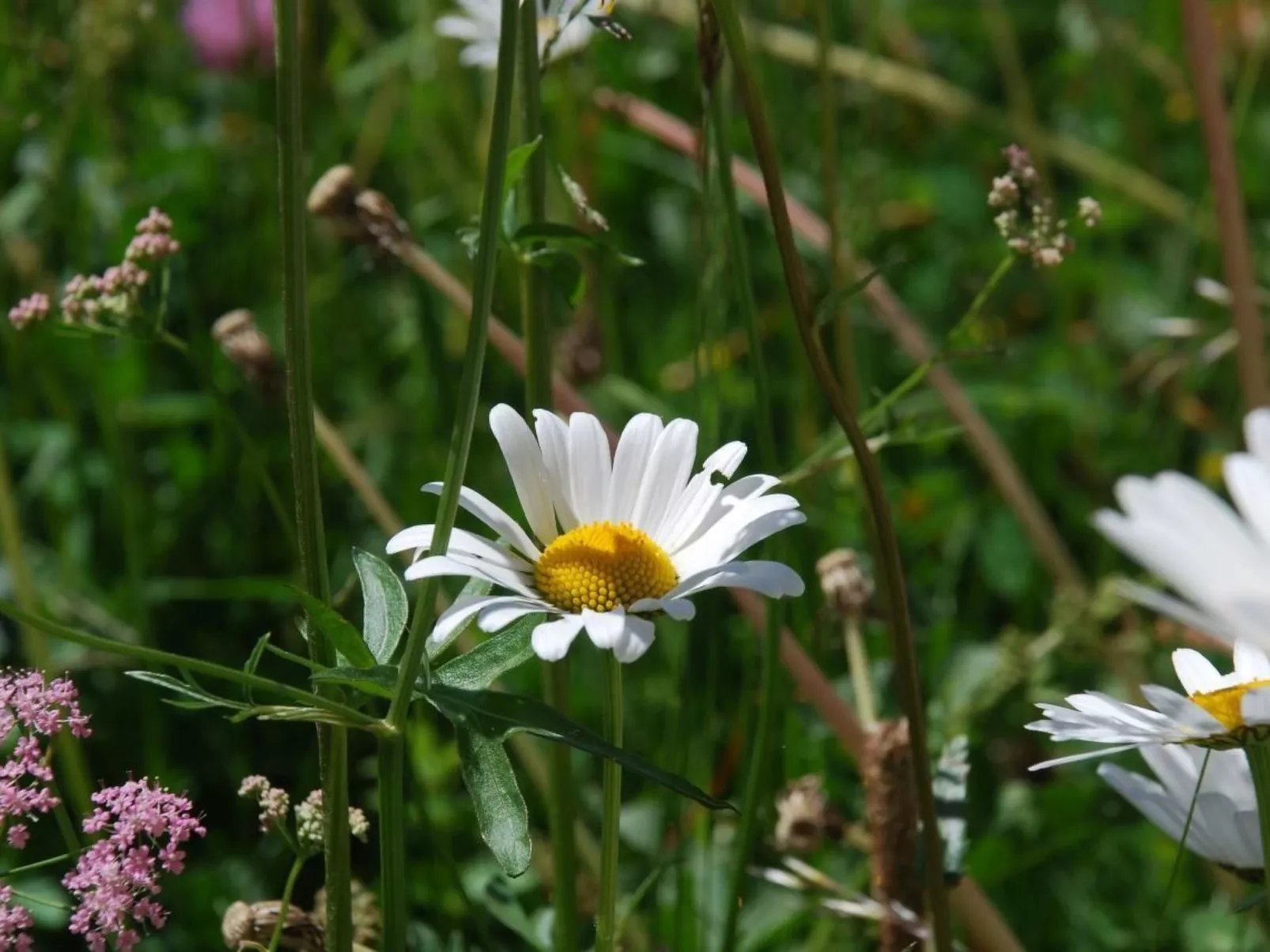Chesa Arnica A1-Buiten