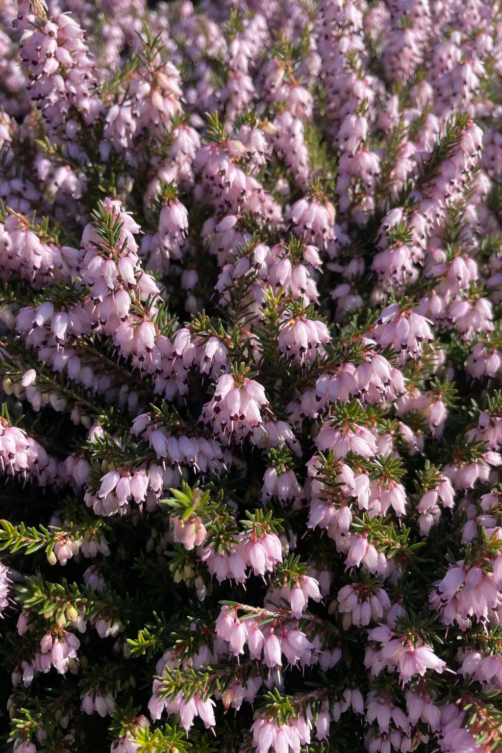 Rockpool Cottage-Buiten