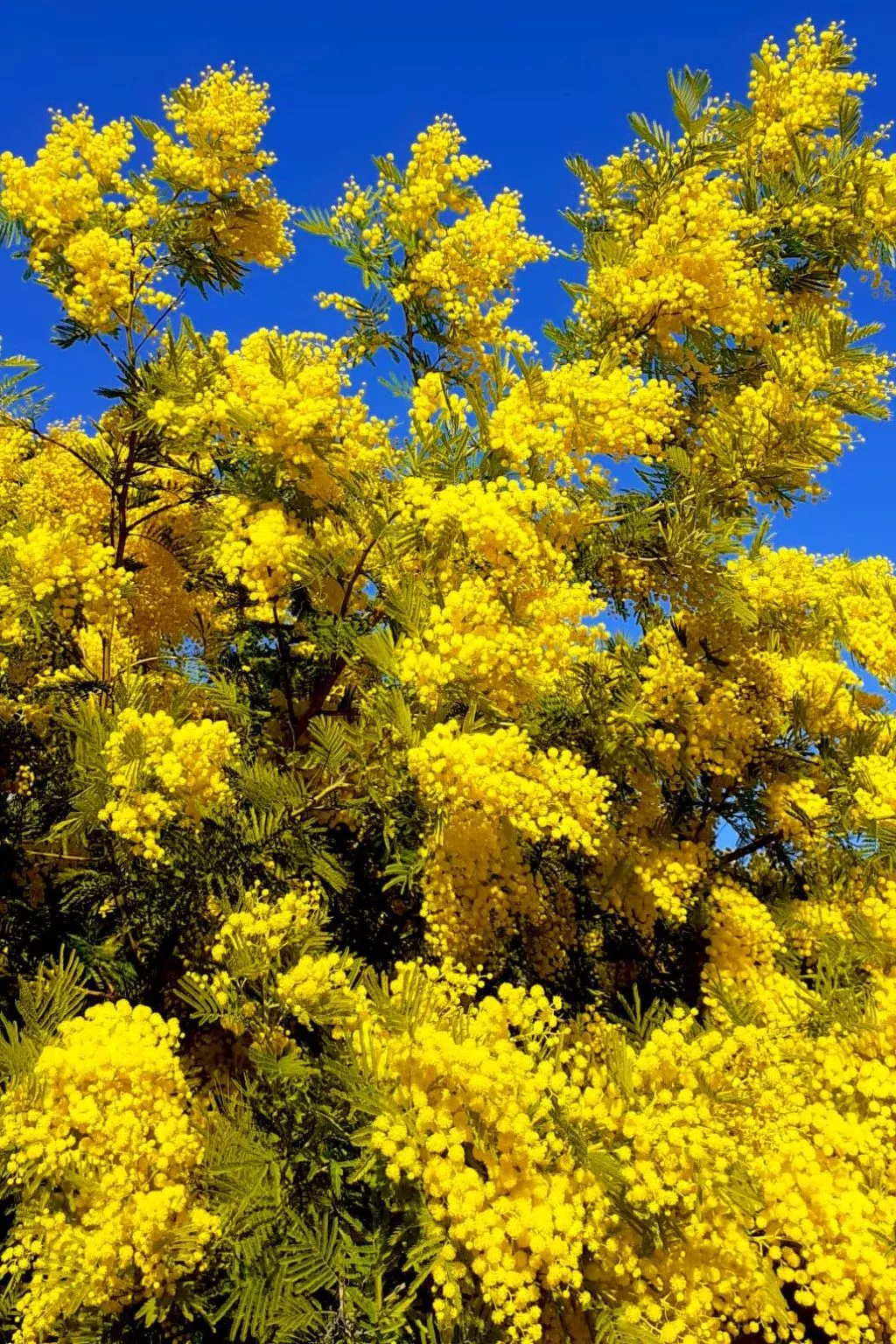 In La Livinière mit Großer Terrasse-Image-tags.info