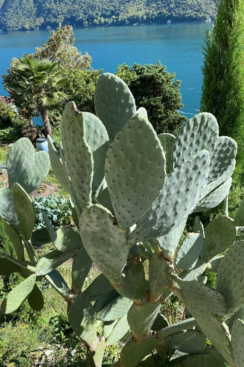 Gartenwohnung im Tessin mit Swimmingpool-Buiten