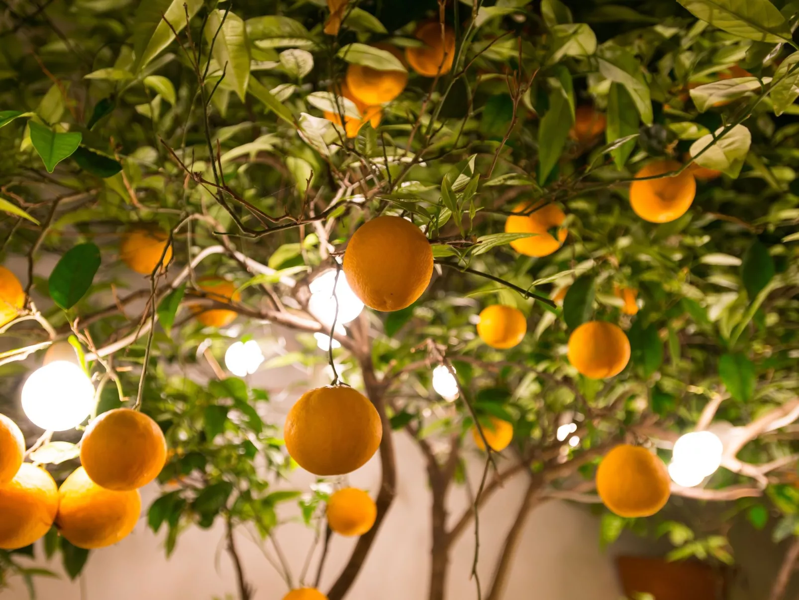 Diamante beachfront suite B-Buiten