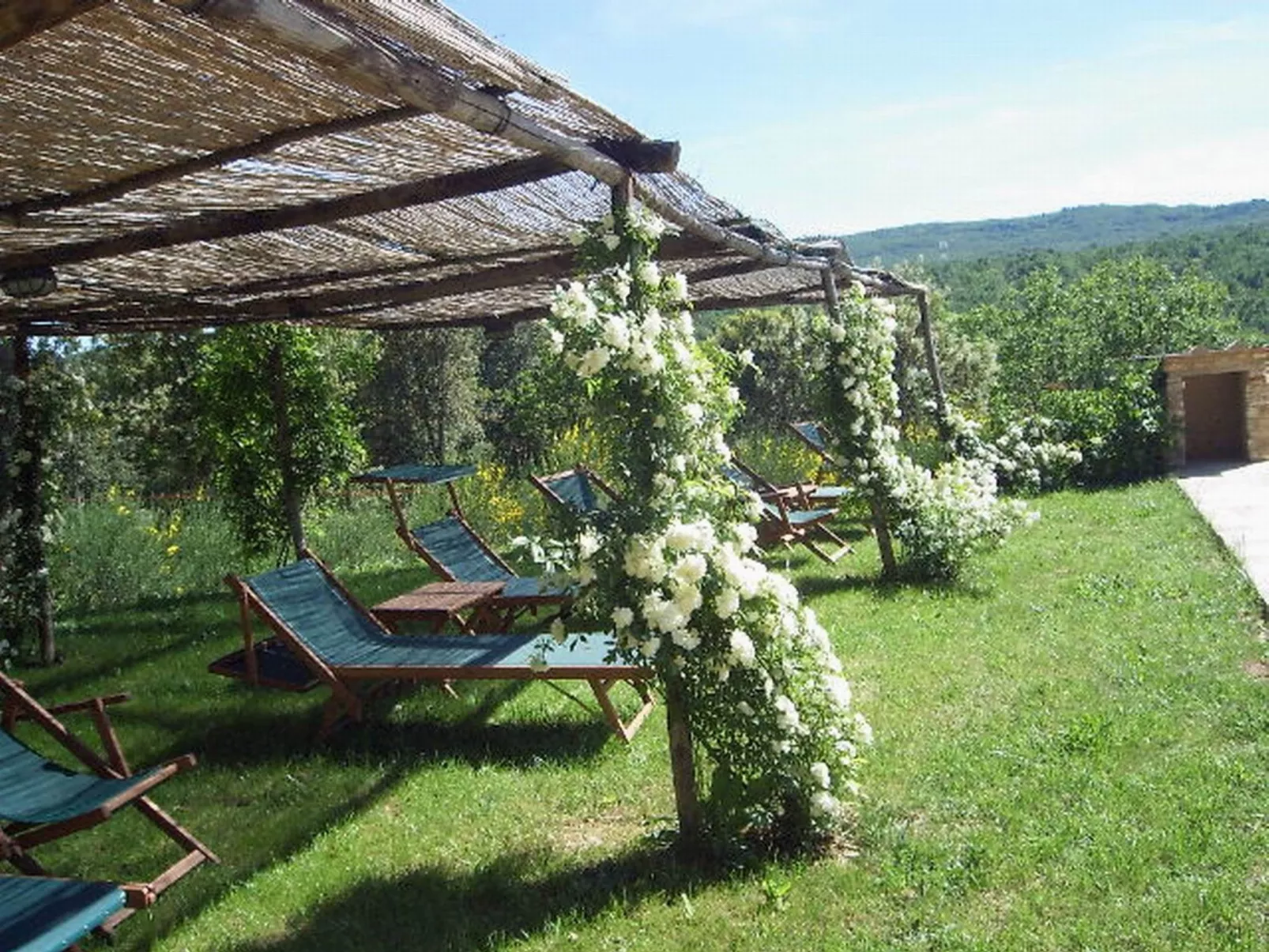 Maskendickkopf-Gimpel-Buiten