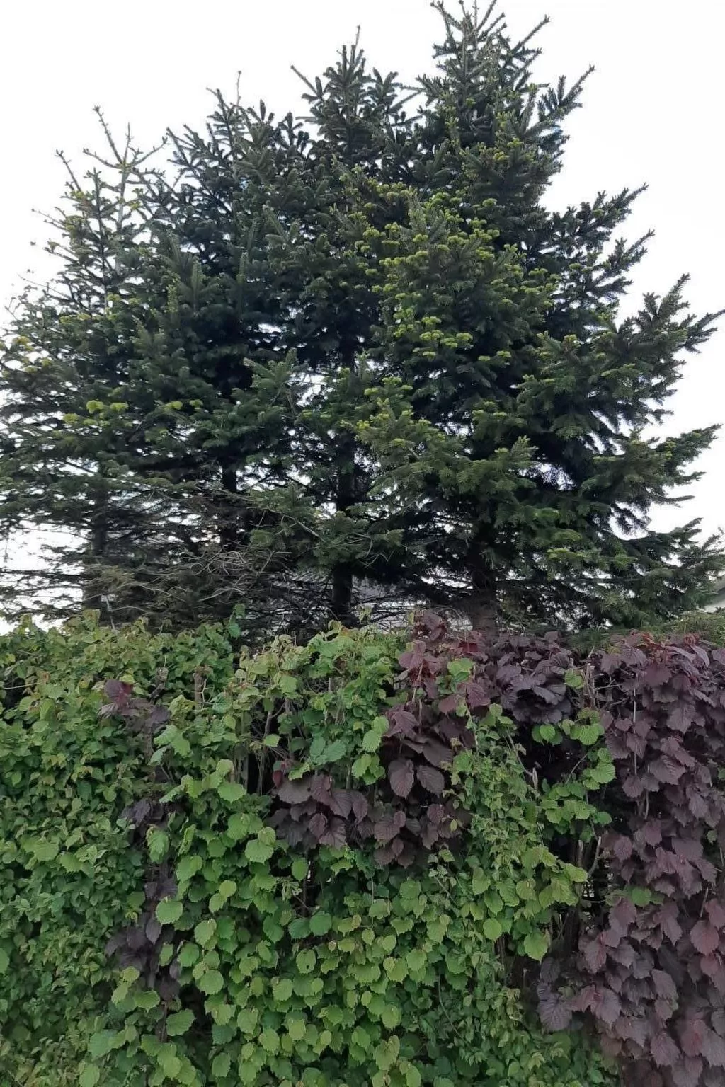 Gemütliches Ferienhaus-Buiten