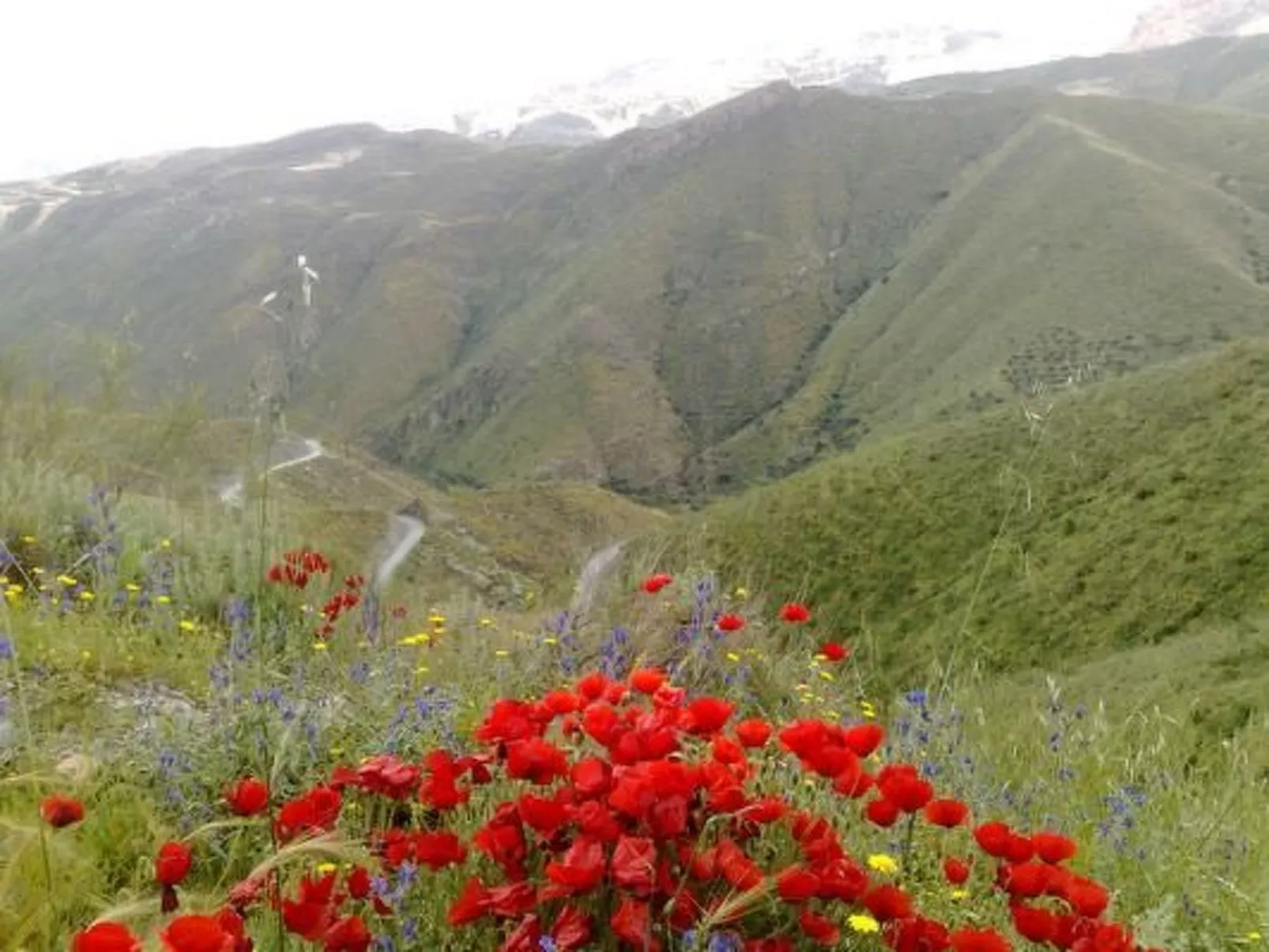 Tenguerengue-Image-tags.info