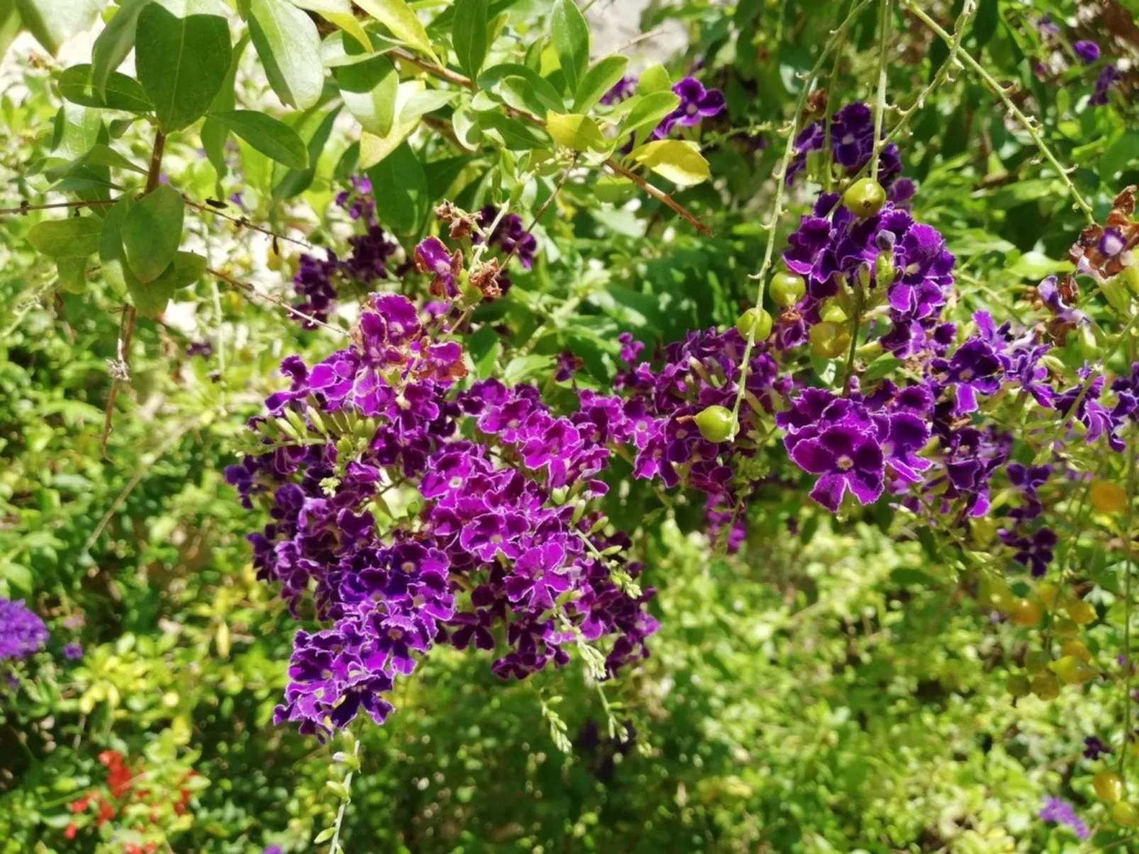 Agora-Wohnungen" in prestigeträchtigem historischen Gebäude-Buiten