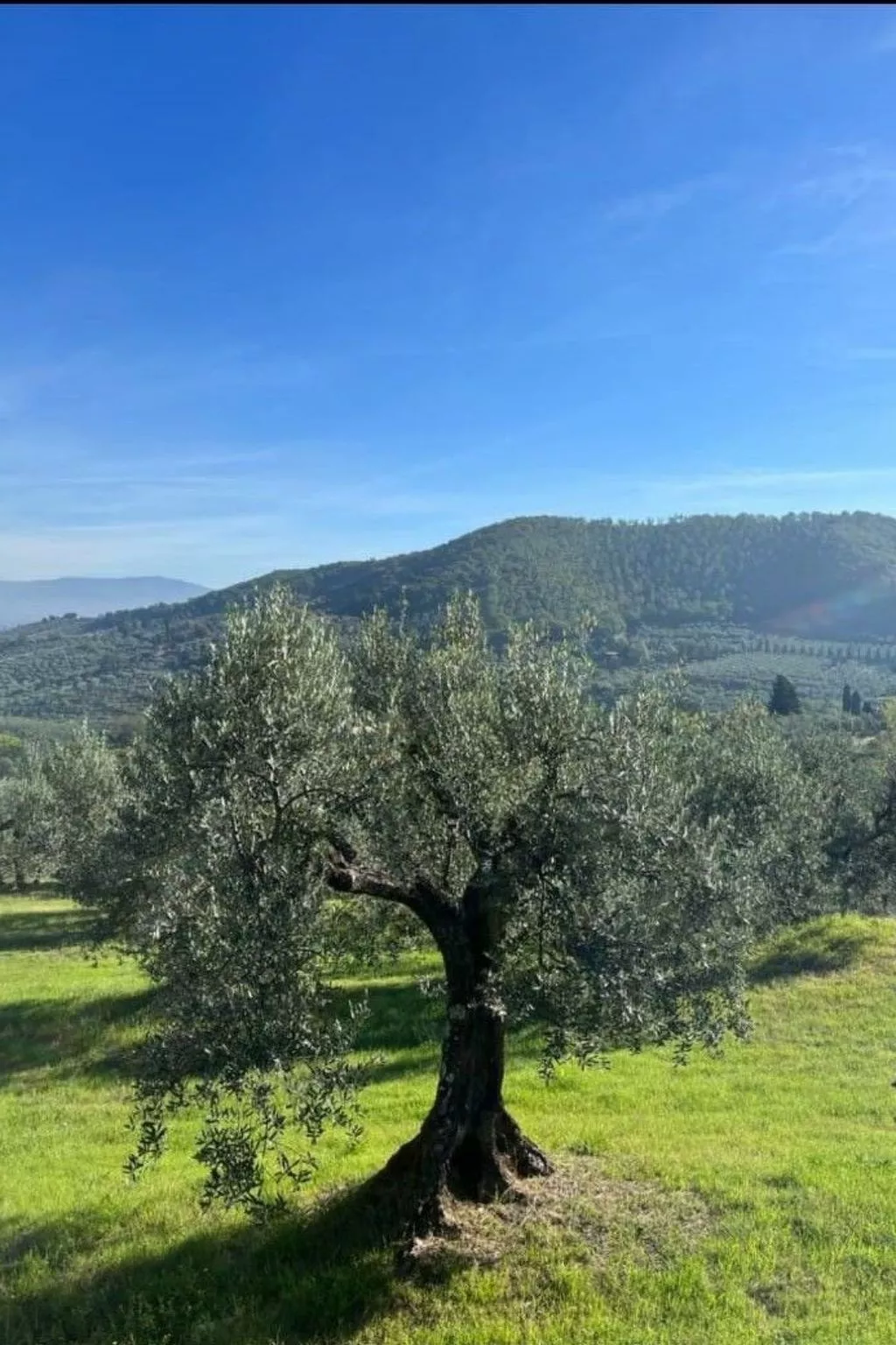 Ein Haus in der Olivenhaine - casa buriano GIULIA-Image-tags.info