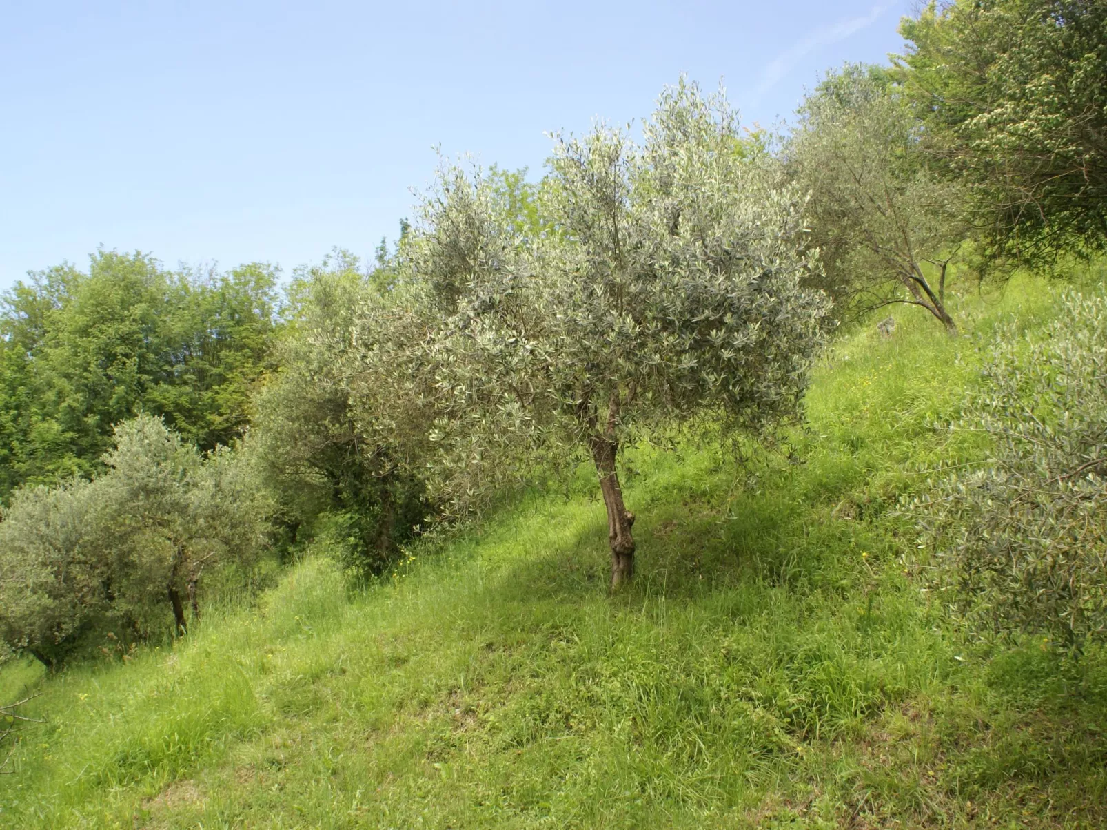 Sunset Barga Toskana kürzlich renoviert-Image-tags.info