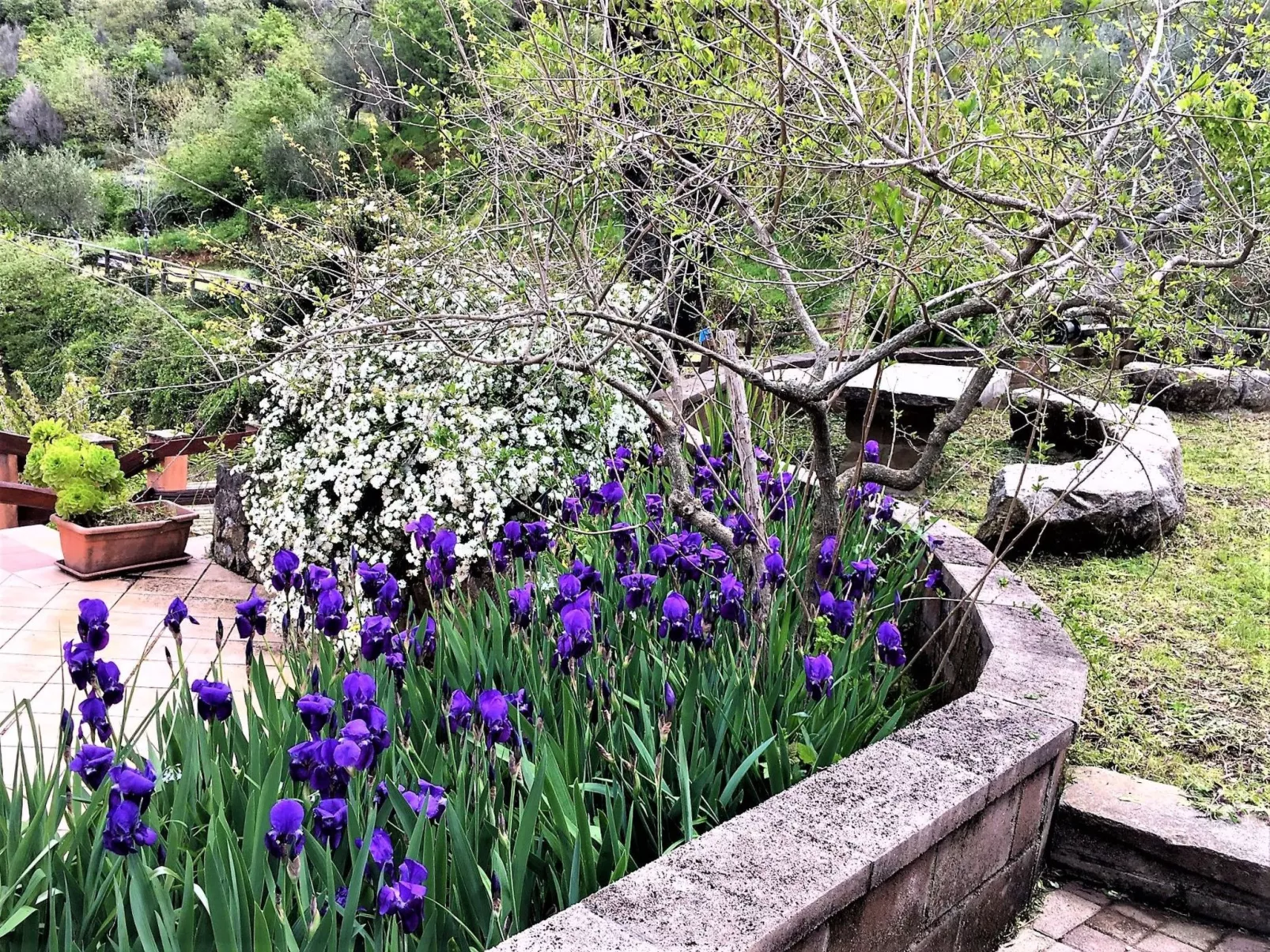 Flache Zeder-Image-tags.info