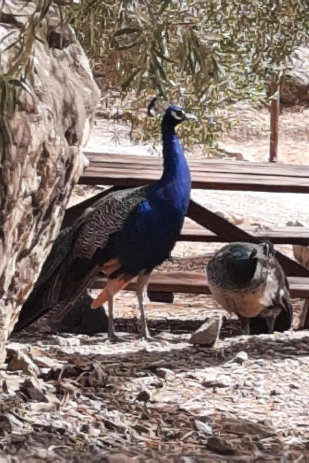 Gemütliches Ferienhaus in Almogía mit Garten - Image-tags.info