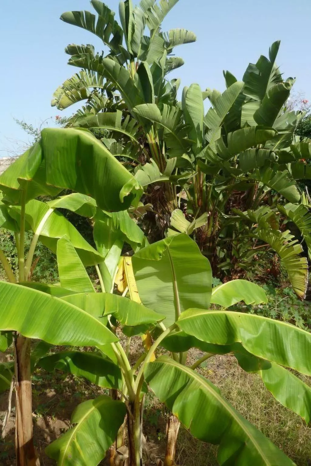 La Perla 5-Image-tags.info