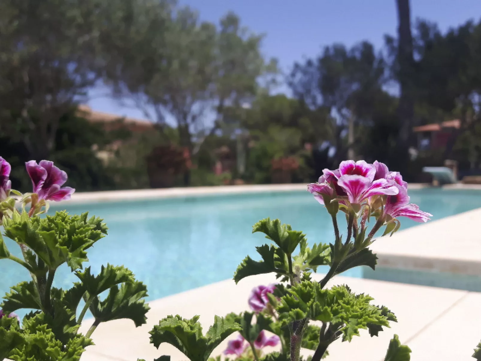 Charmante Familienvilla am Meer von Son Veri-Image-tags.info