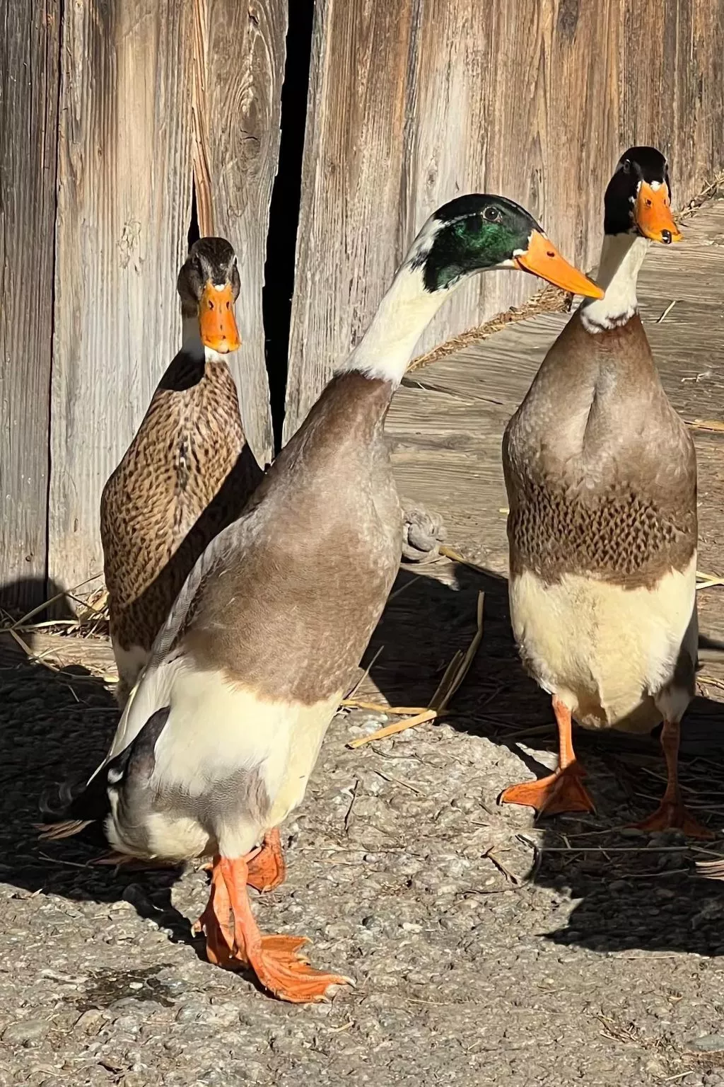 Umundumhütte-Image-tags.info