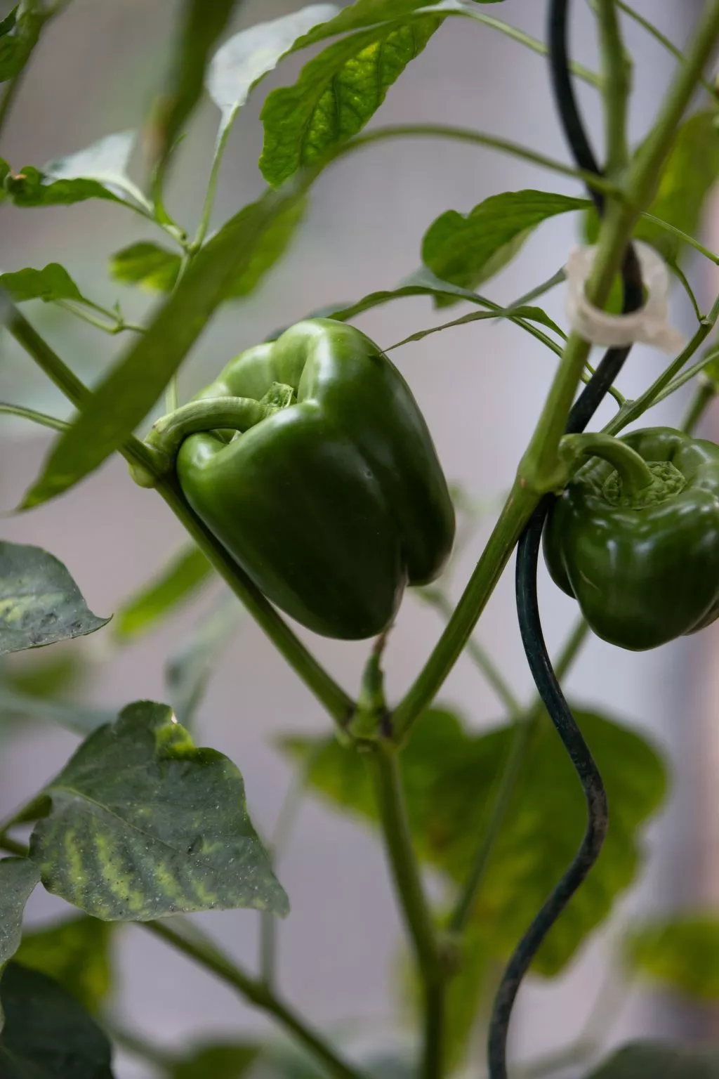 Grand Appartement-Image-tags.info