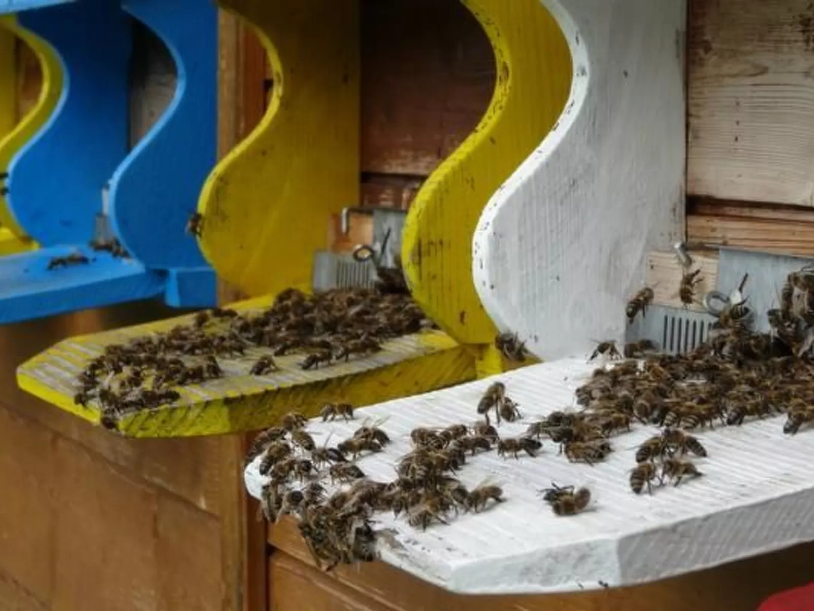 Bauernhof Gerber-Buiten