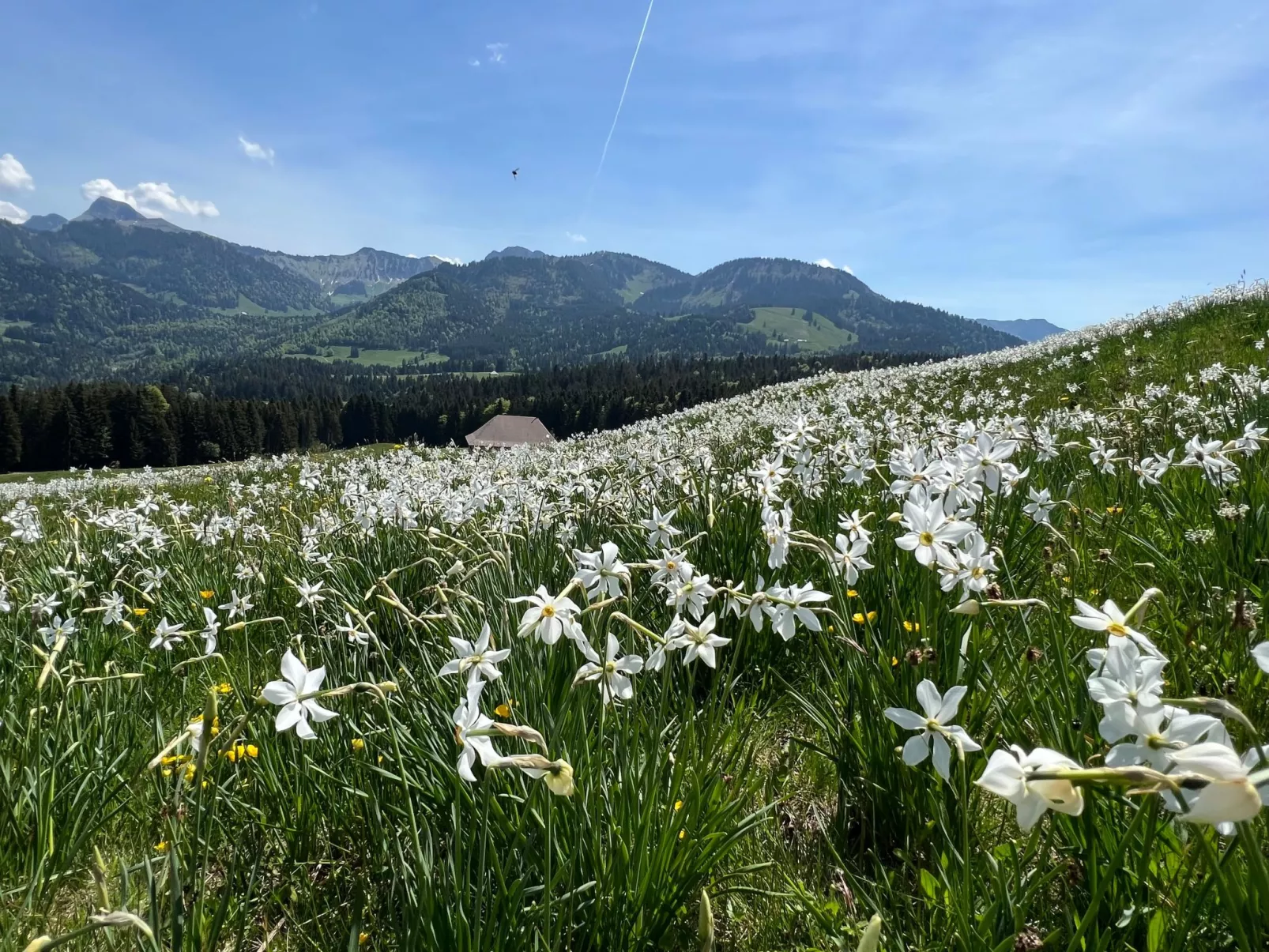 Vigneronne, App. Lac-Image-tags.info