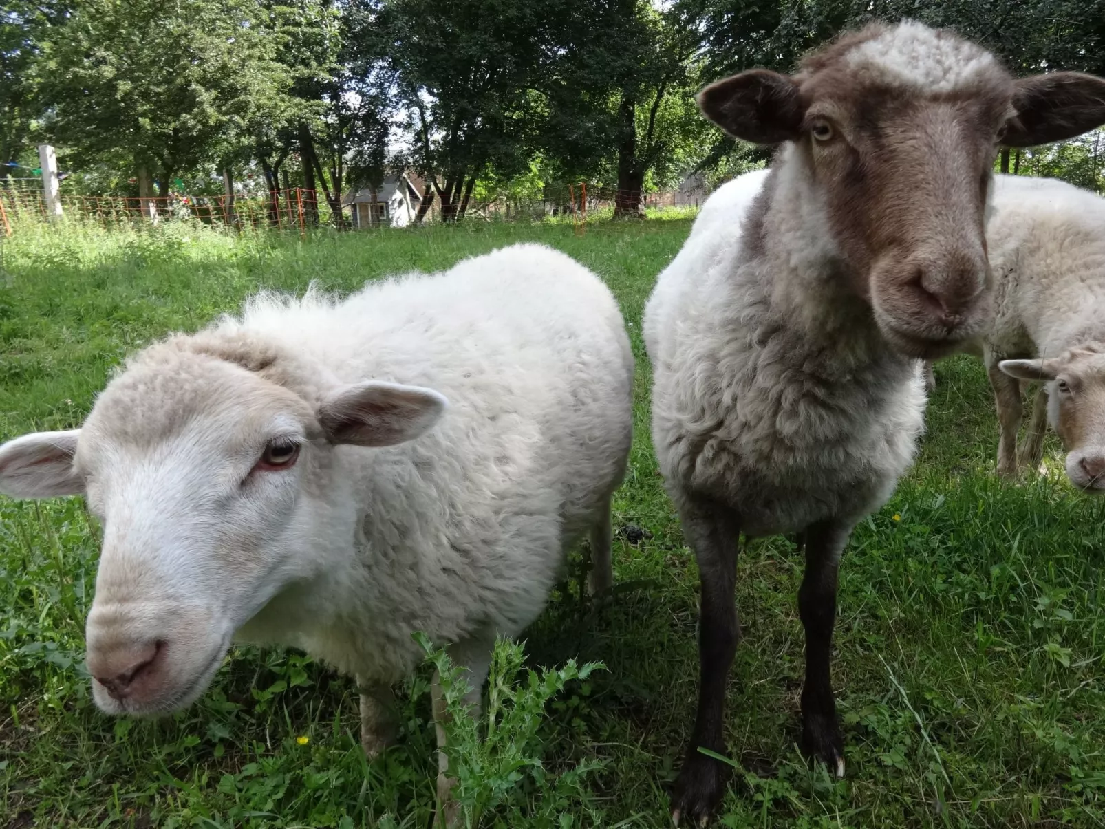 Pastor Becker-Buiten