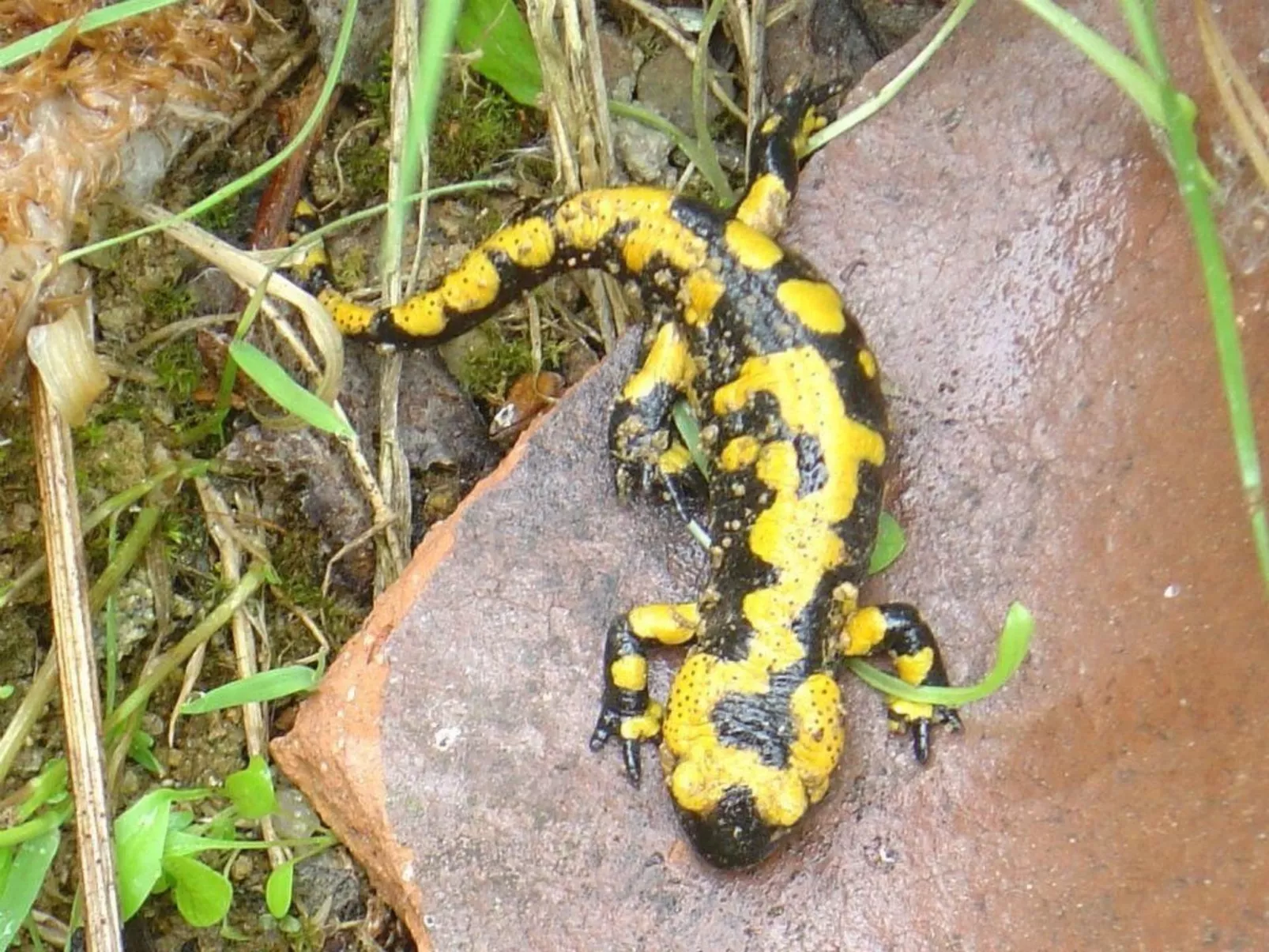 Fewo Altes Schulhaus-Buiten