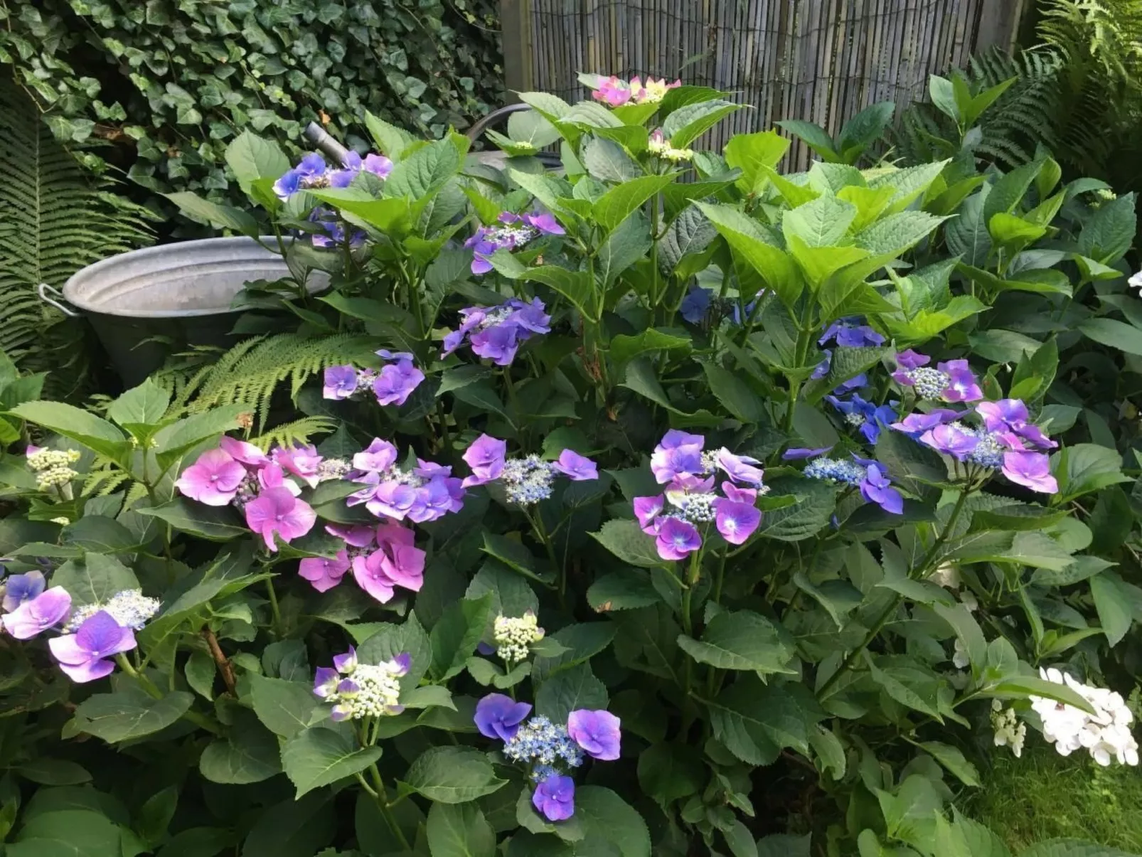 Landlust, Stadtnah -  Fewo im ehemaligem Bauernh-Image-tags.info