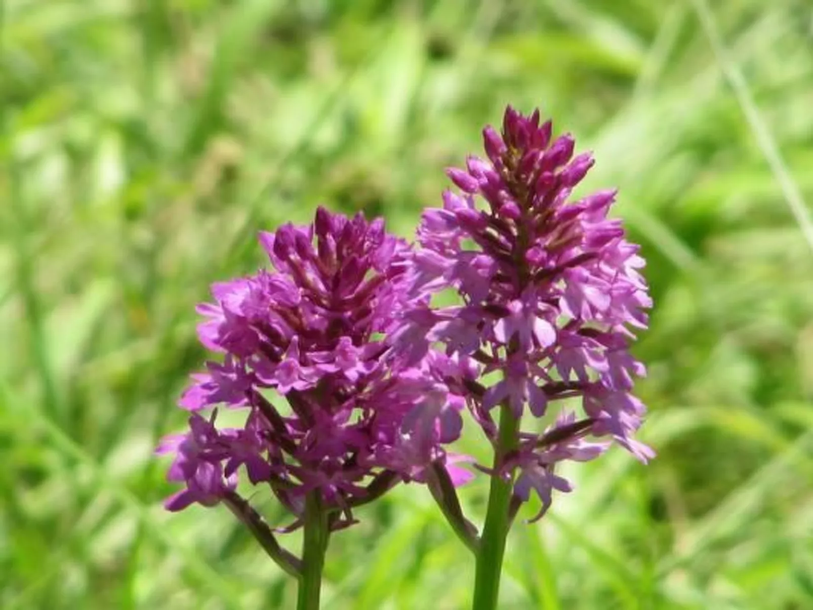 Appartement in Schelingen mit Garten und Grill - Image-tags.info