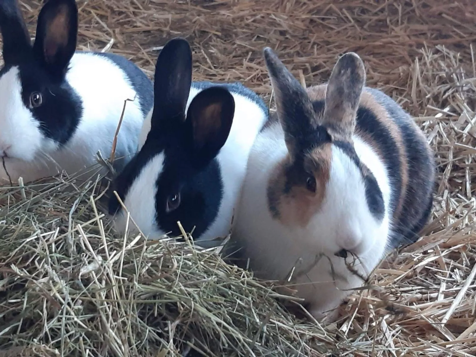 Schwändelifluh-Image-tags.info