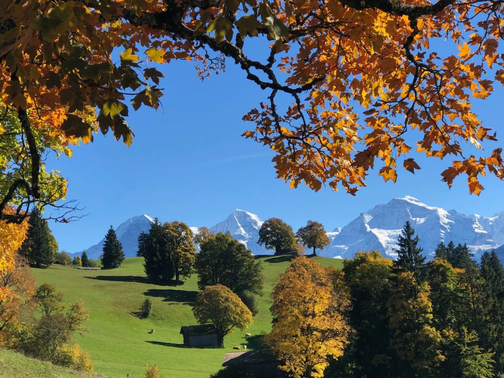 Wohnung Niesenblick-Buiten