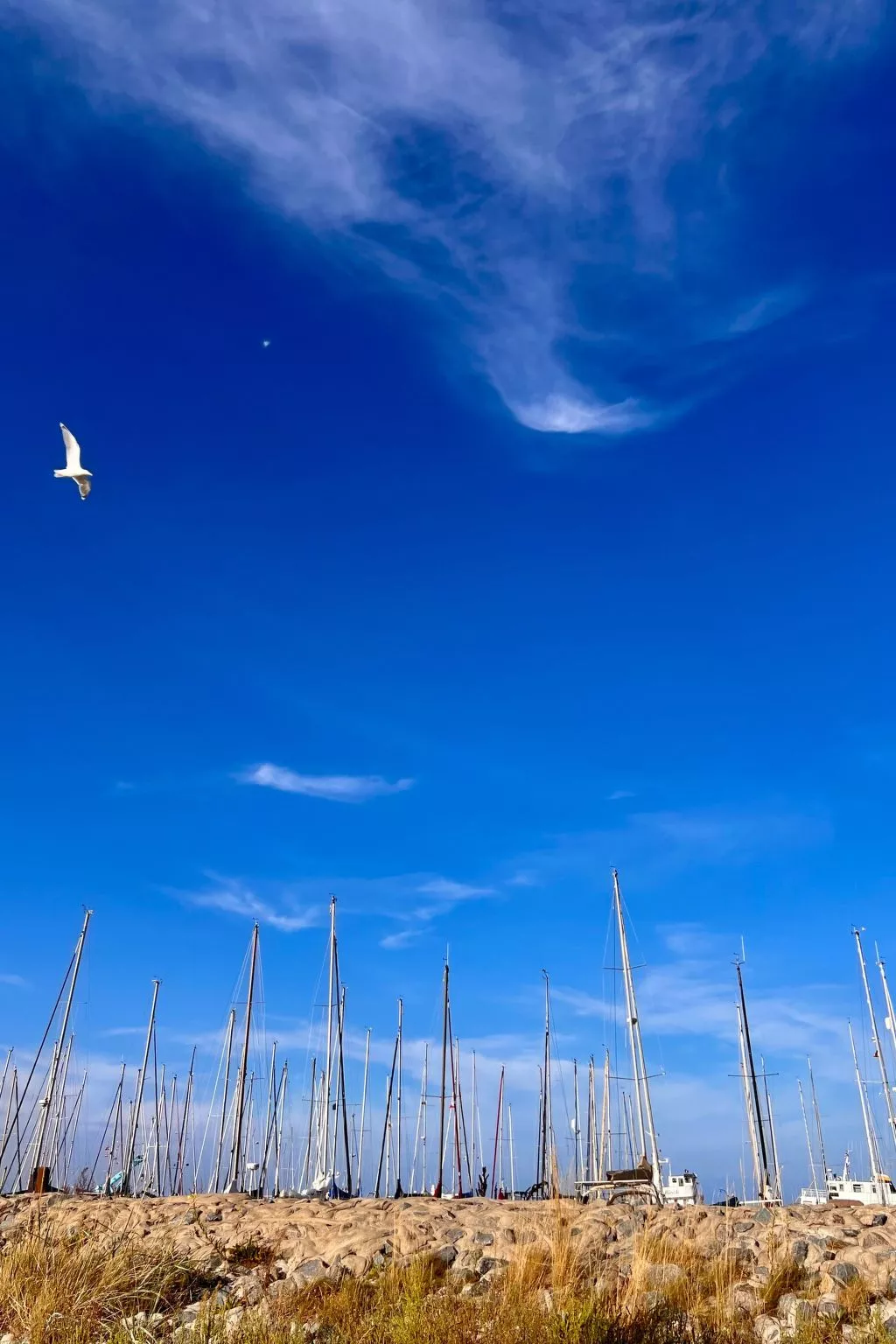 Lobster im Nauticum-Buiten