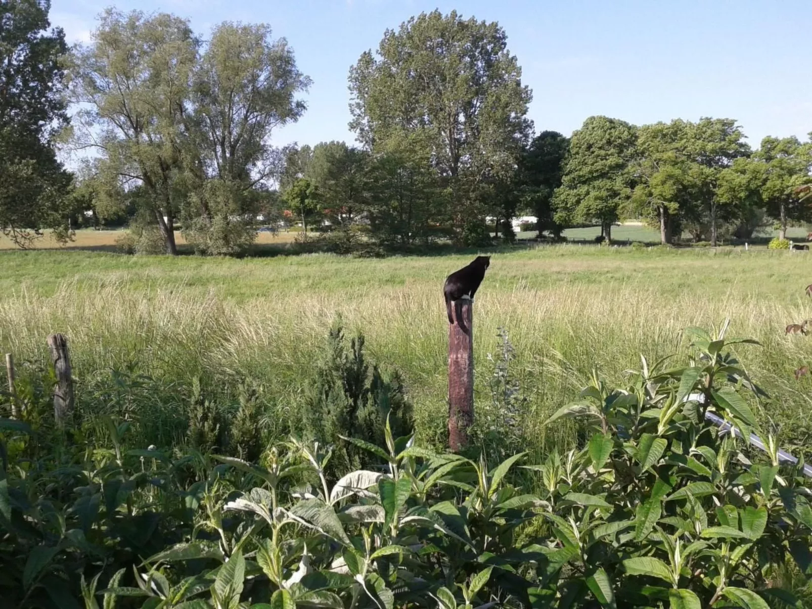 Schwalbennest-Image-tags.info