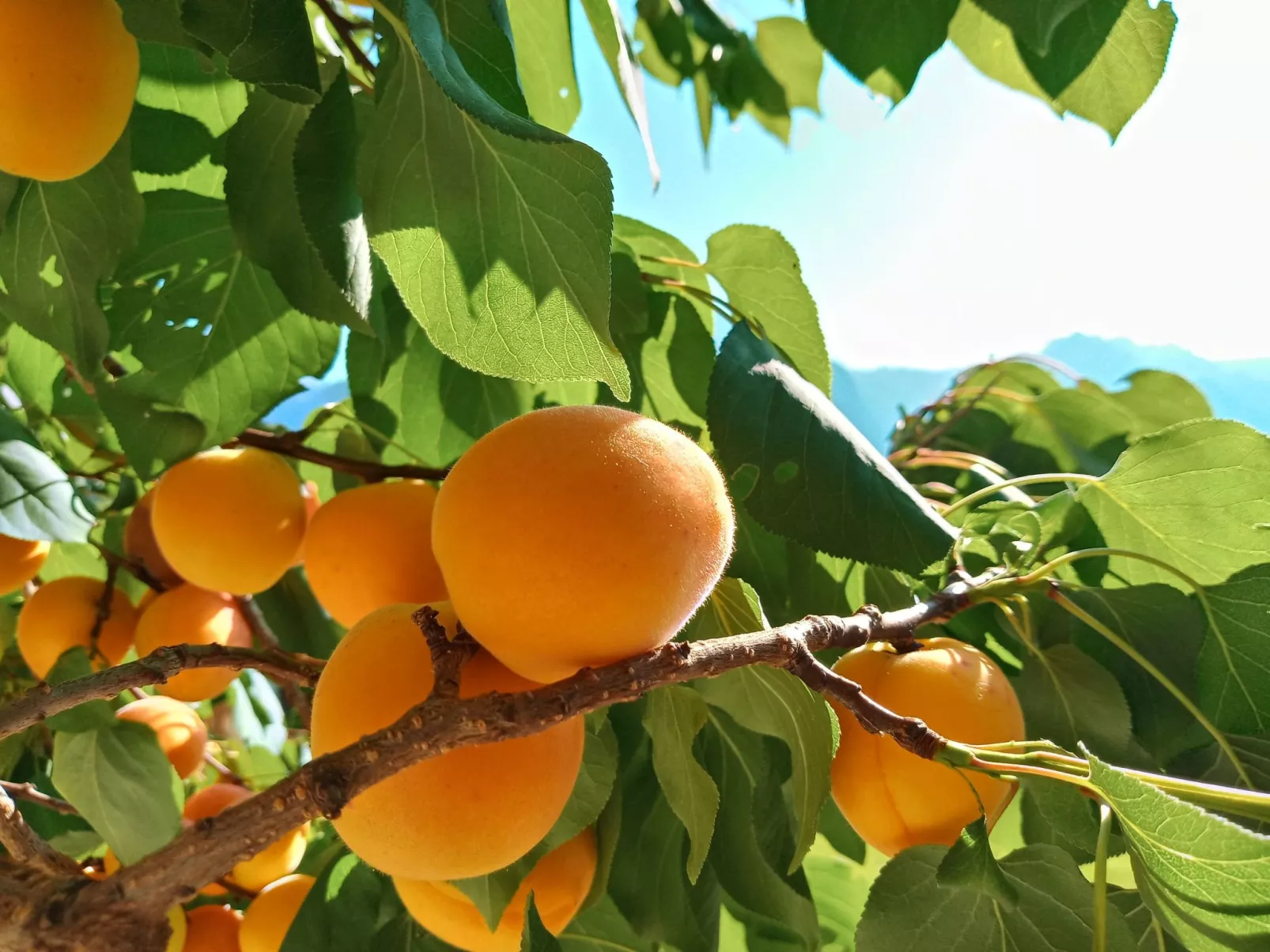 Gsenger Natur in Abtenau-Buiten